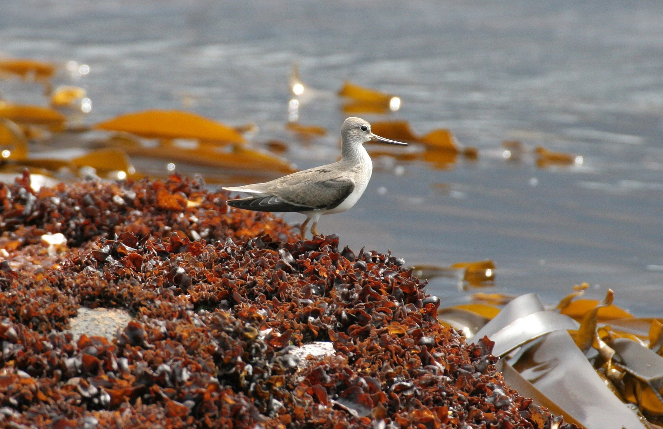 BIRD - SANDPIPER - TEREK SANDPIPER - KURIL ISLANDS RUSSIA (4).jpg