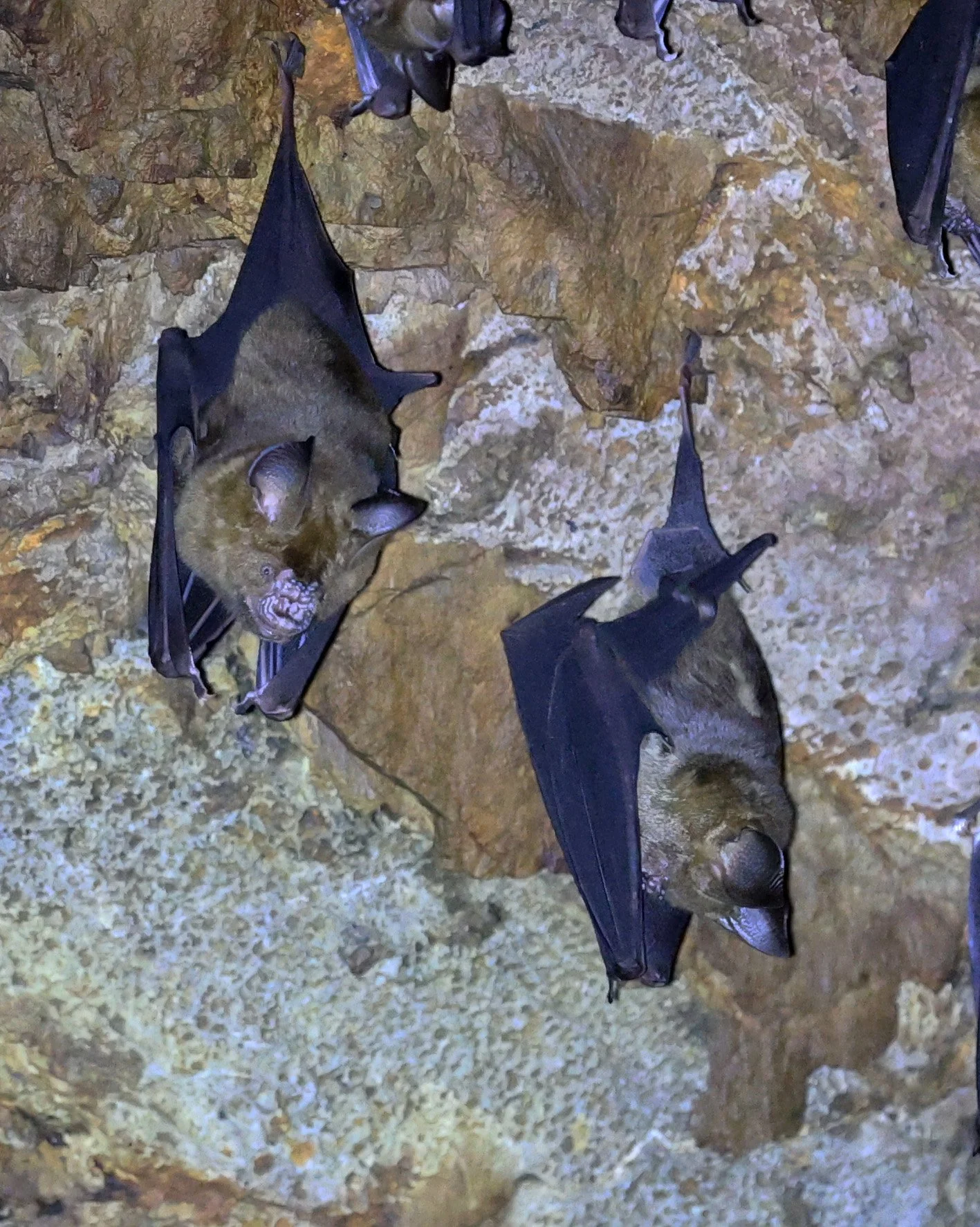 Great Himalayan Leaf-nosed Bat (Hipposideros armiger) Wat Sa Nam Sai Temple Pak Chong Thailand (24).jpg
