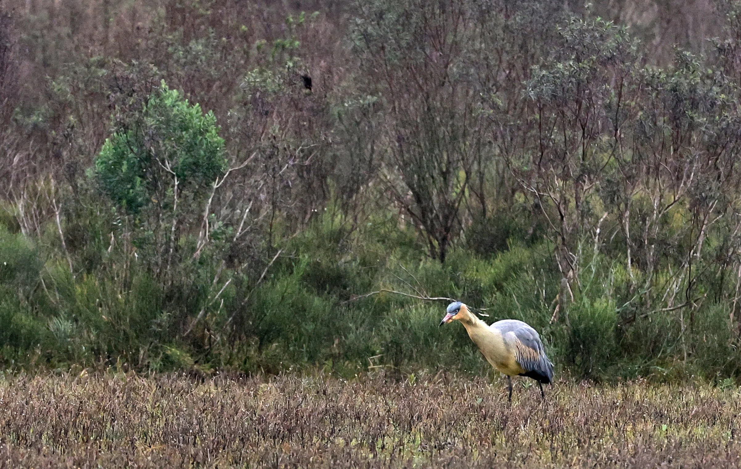 Whistling Heron (Syrigma sibilatrix) El Palmar National Park, Entre Rios, Argentina (2).jpg