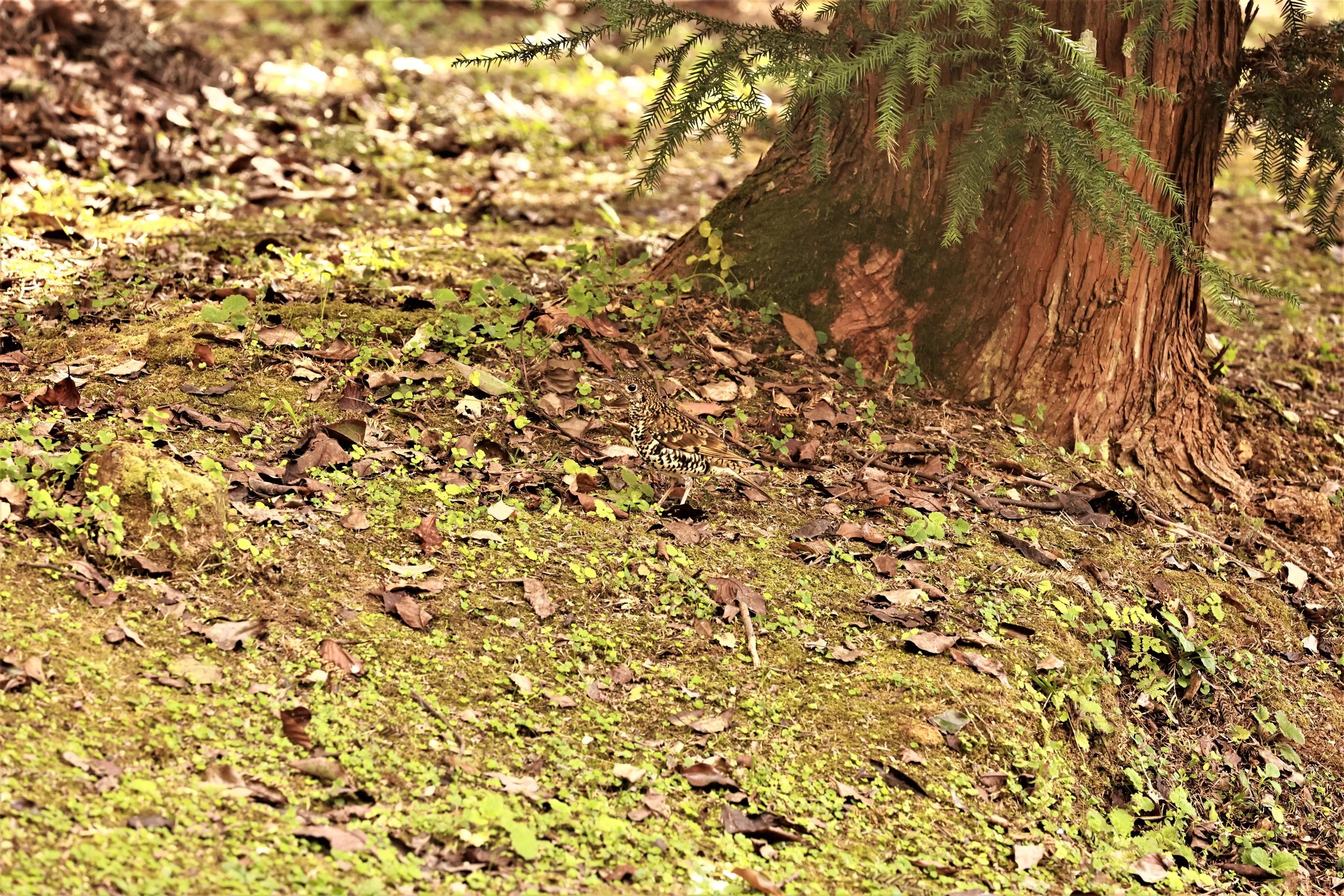 Scaly Thrush (Zoothera dauma) Doi Ang Kang Chiang Mai (10).jpg