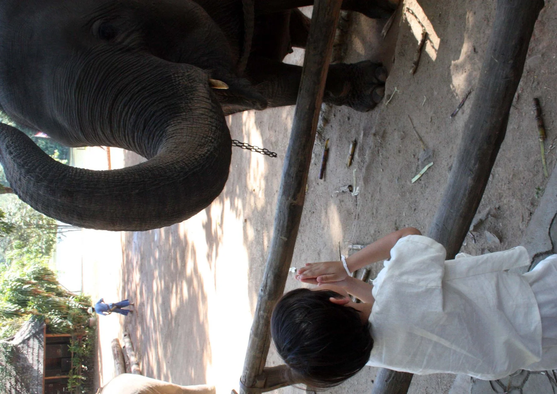 2008 Lampang City & Elephant Center (58).JPG