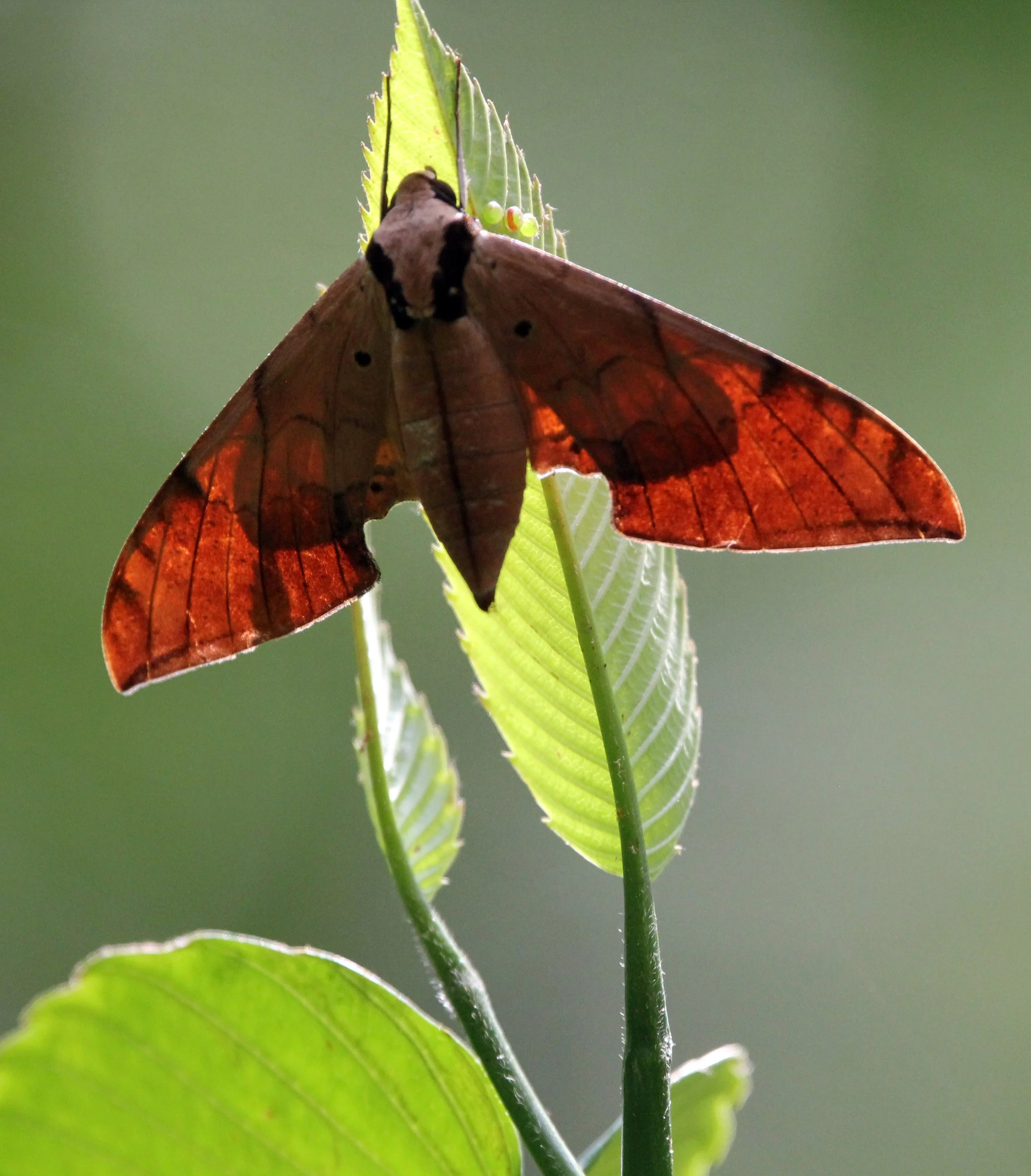 Sphingidae - Ambulyx pryeri - Singharaja NP, India (3).JPG