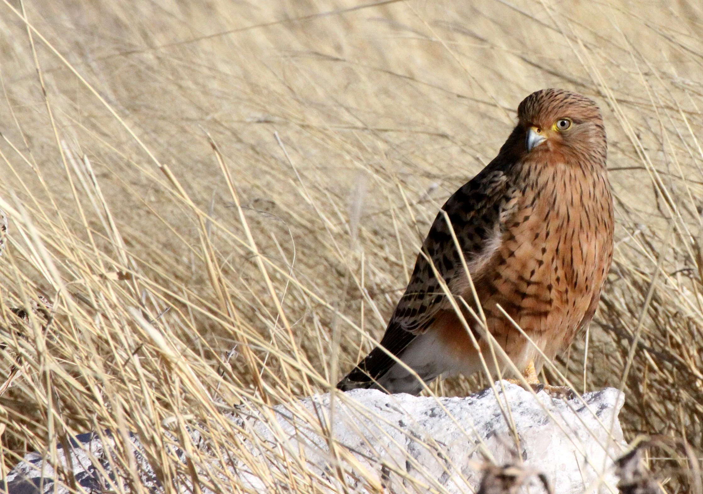 BIRD - KESTREL - GREATER KESTREL - FALCO RUPICOLOIDES - ETOSHA NATIONAL PARK NAMIBIA (19).JPG