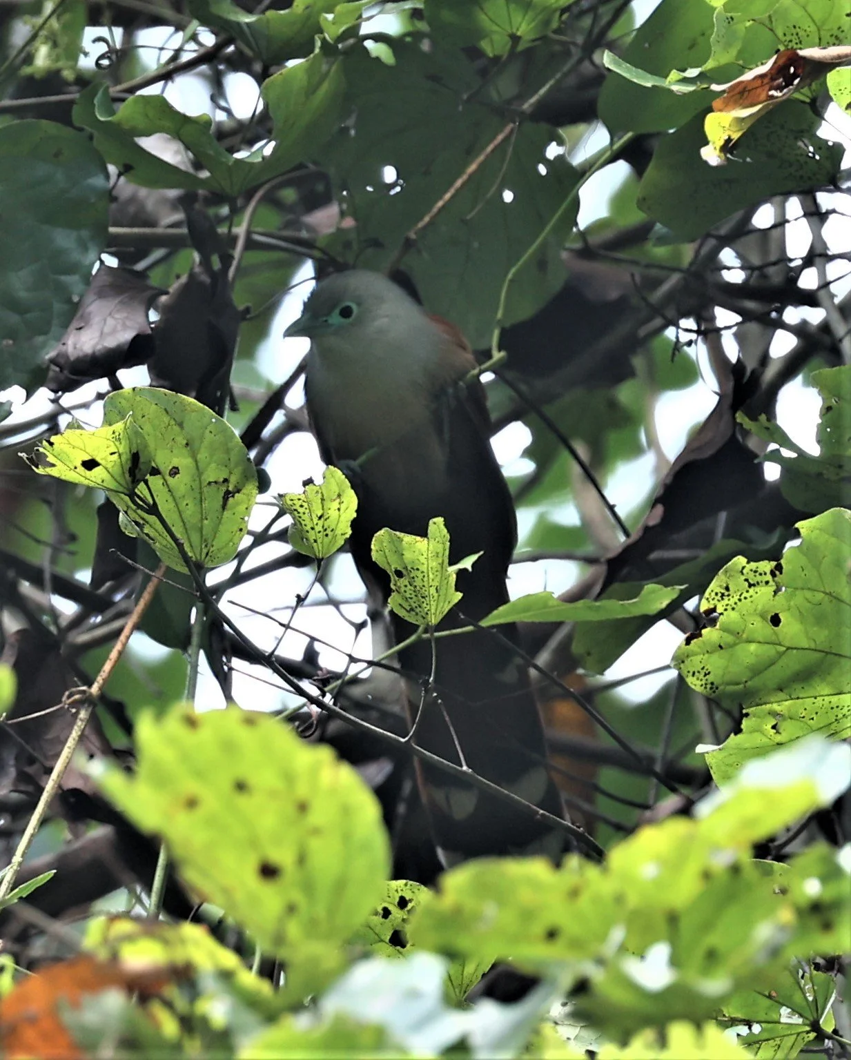 Raffle's Malkoha (Rhinortha chlorophaea) Krung Ching Khao Luang NP Thailand (27).jpg