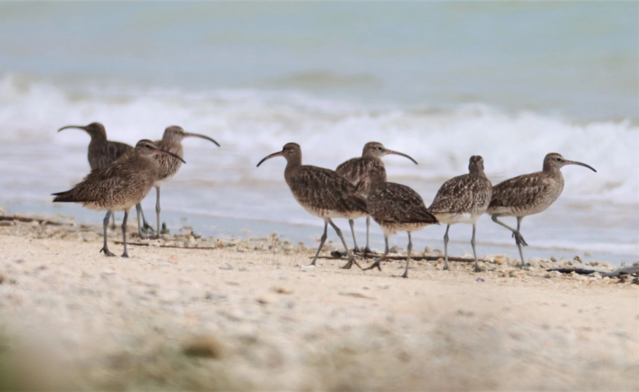 WHIMBREL - Numenius phaeopus -  PHANG NGA LAEM PAKARANG (12).jpg
