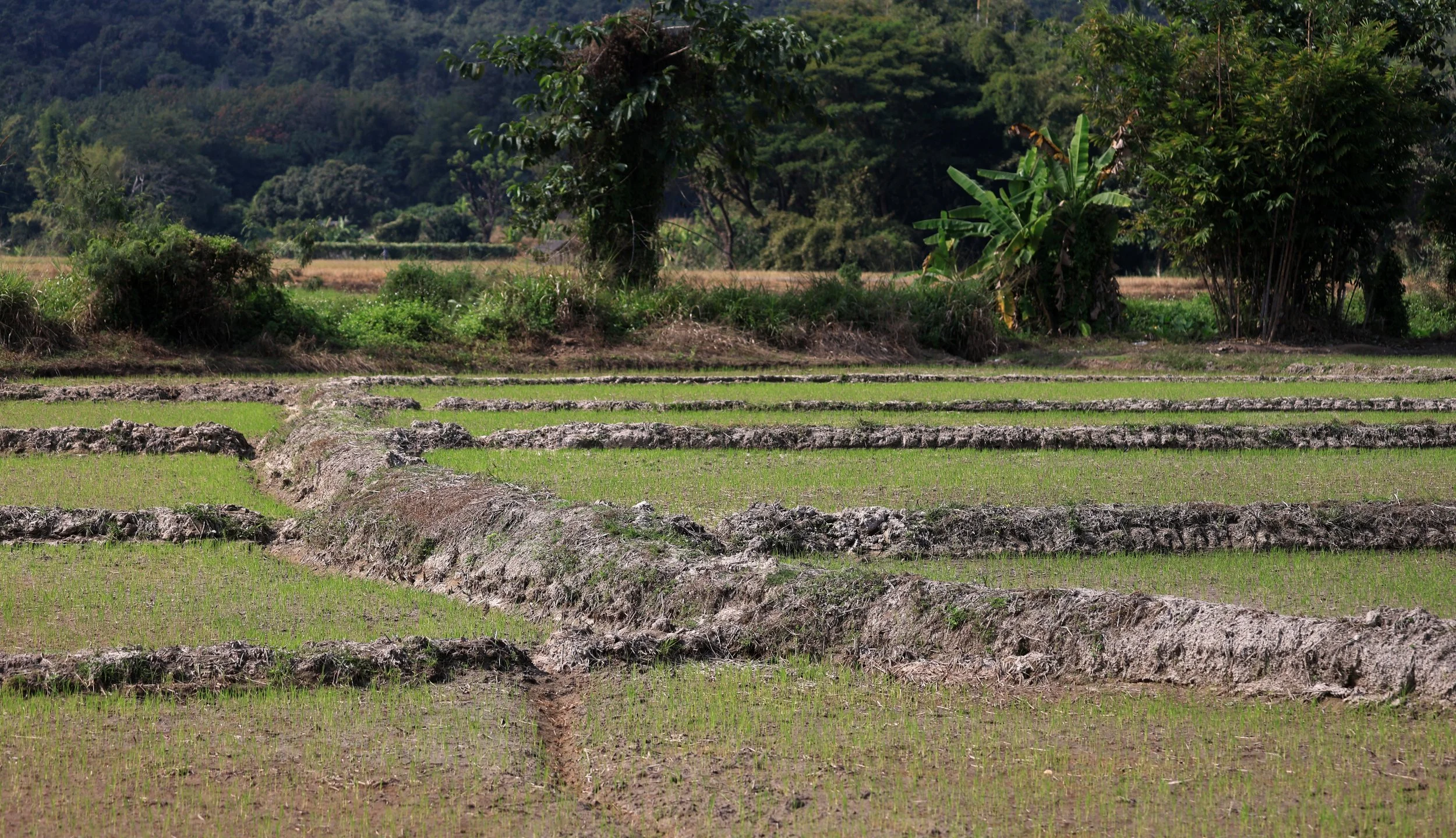 Phra That Pha Chang - Phayao Province (2).jpg
