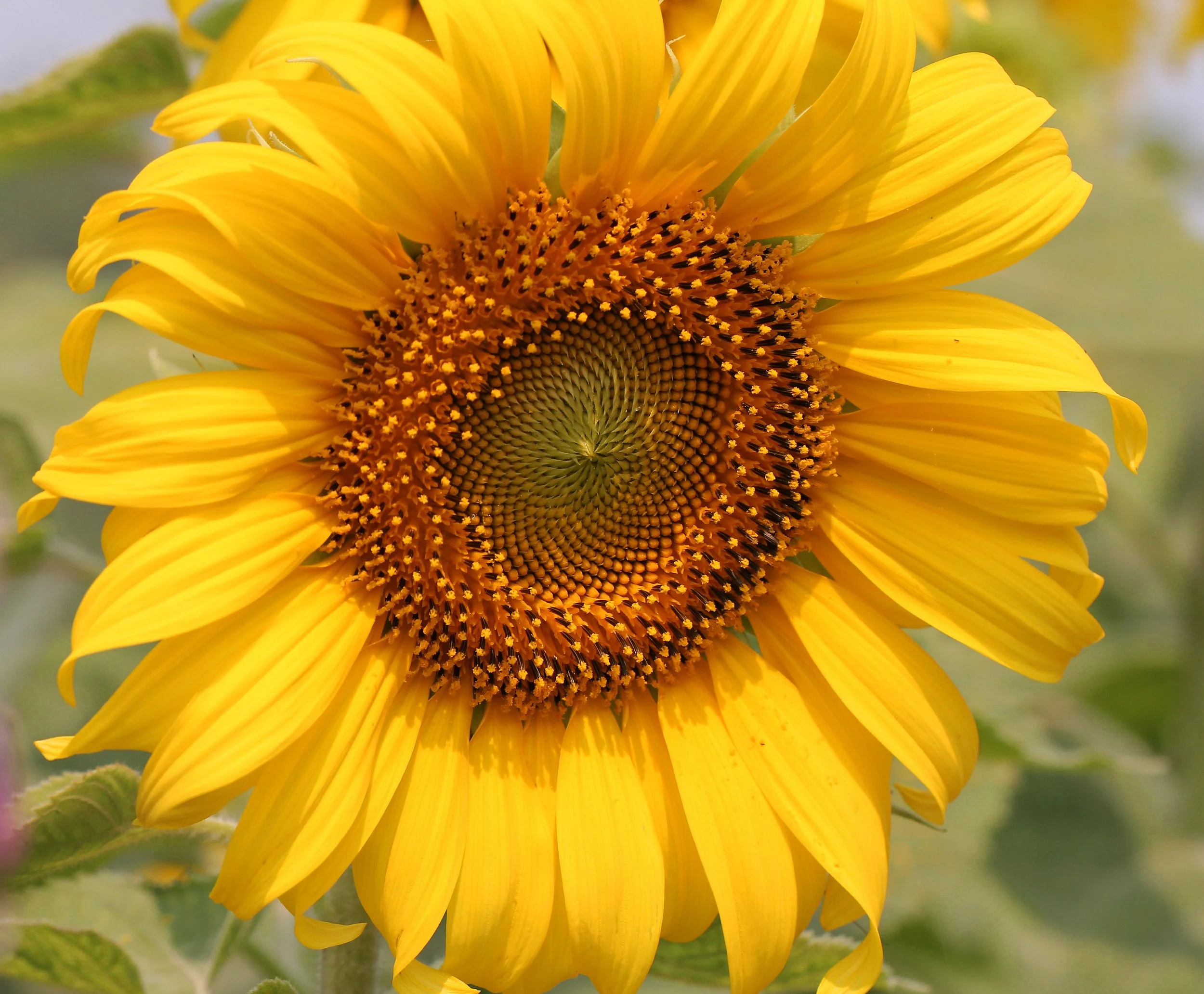 HUAI MAI DEE - HUAI KHA KHAENG - THAILAND (38).JPG