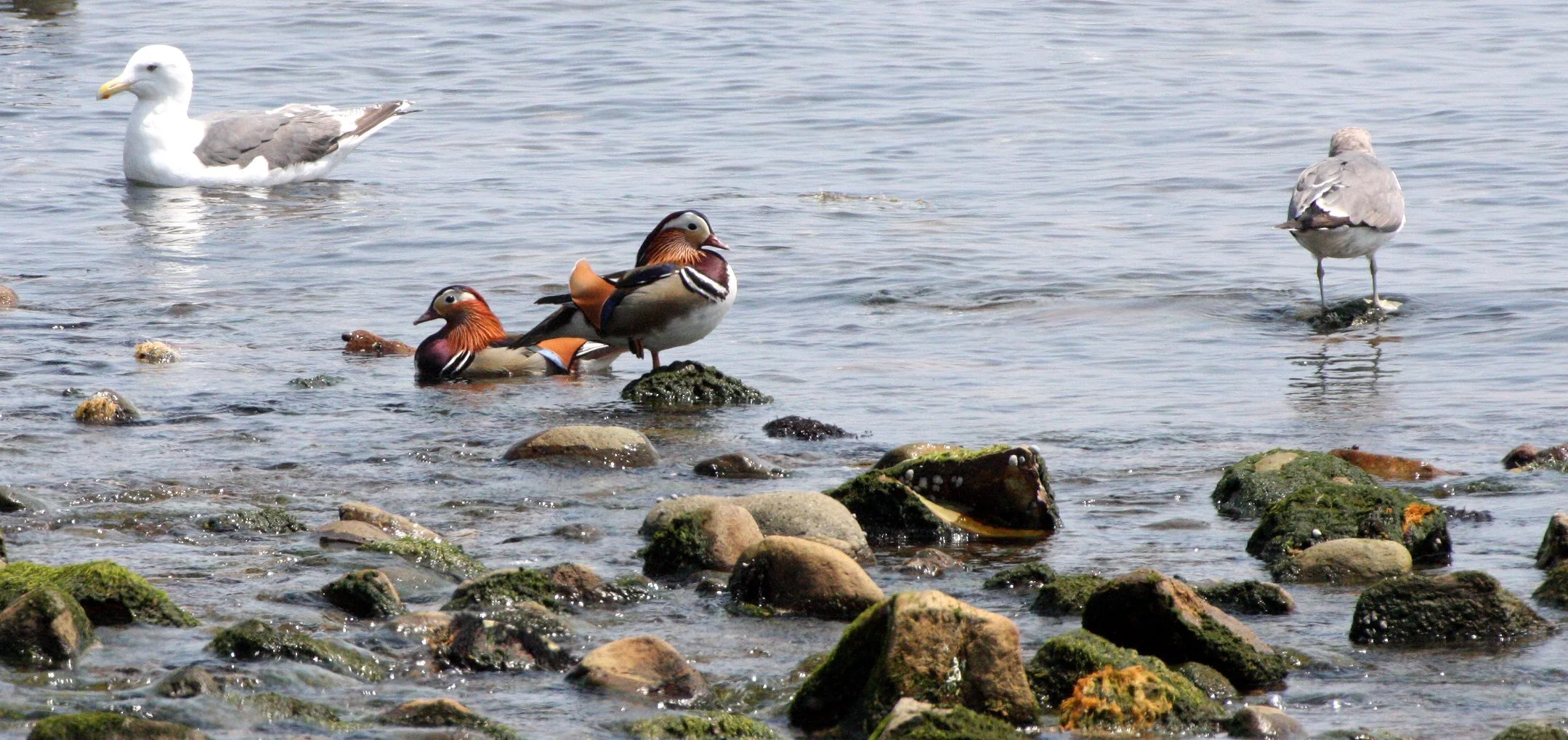 BIRD - DUCK - MANDARIN DUCK - WITH BLACK-TAILED AND HERRING GULLS - KAWAUCHI JAPAN (22).JPG