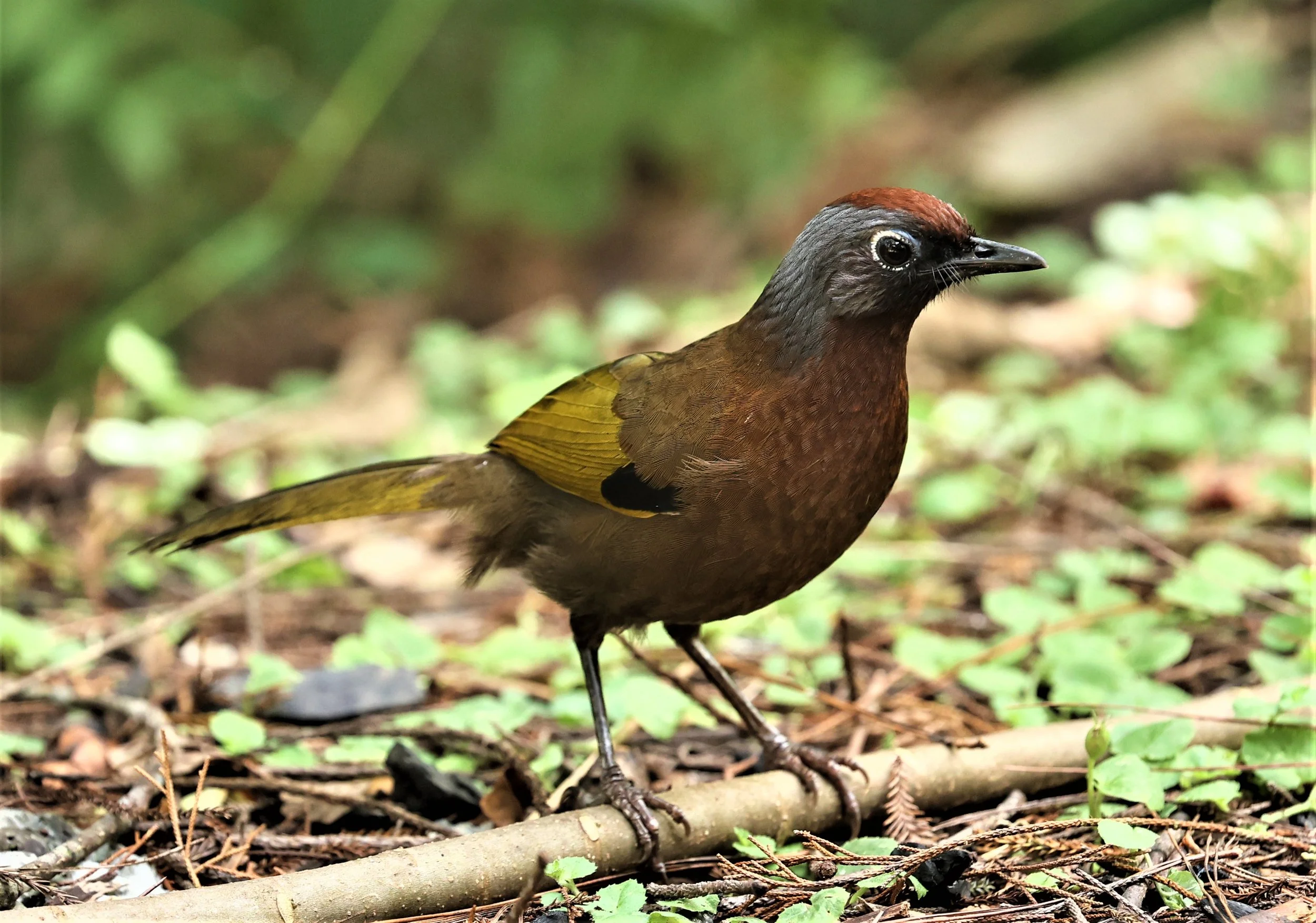 Trochalopteron peninsulae - MALAYAN LAUGHINGTHRUSH - FRASER'S HILL, MALAYSIA JUNE 2022 (18).jpg