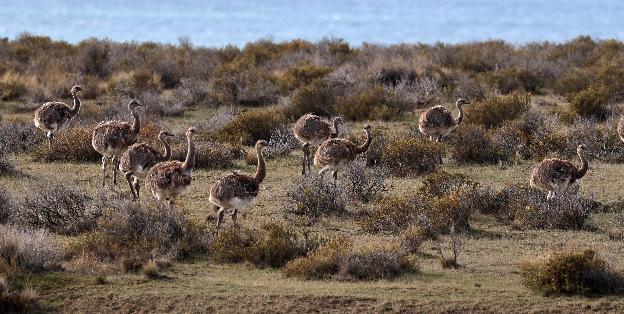 Lesser or Darwin's  Rhea (Rhea pennata) Valdes Peninsula, Chubut Province, Argentina Day 2 (38).jpg