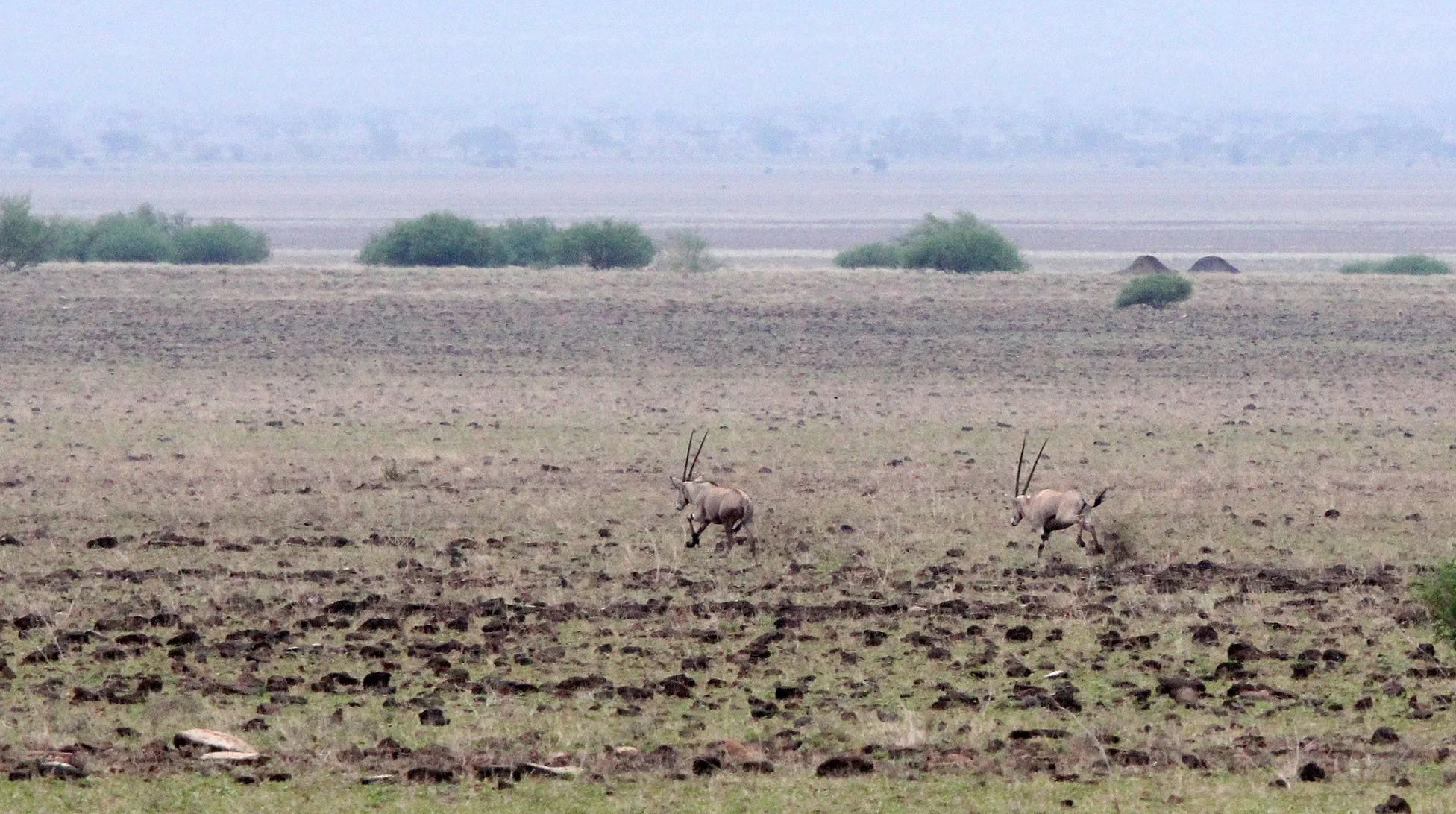 ORYX - GALLA ORYX - Oryx gallarum - BUFFALO SPRINGS RESERVE KENYA (2).JPG