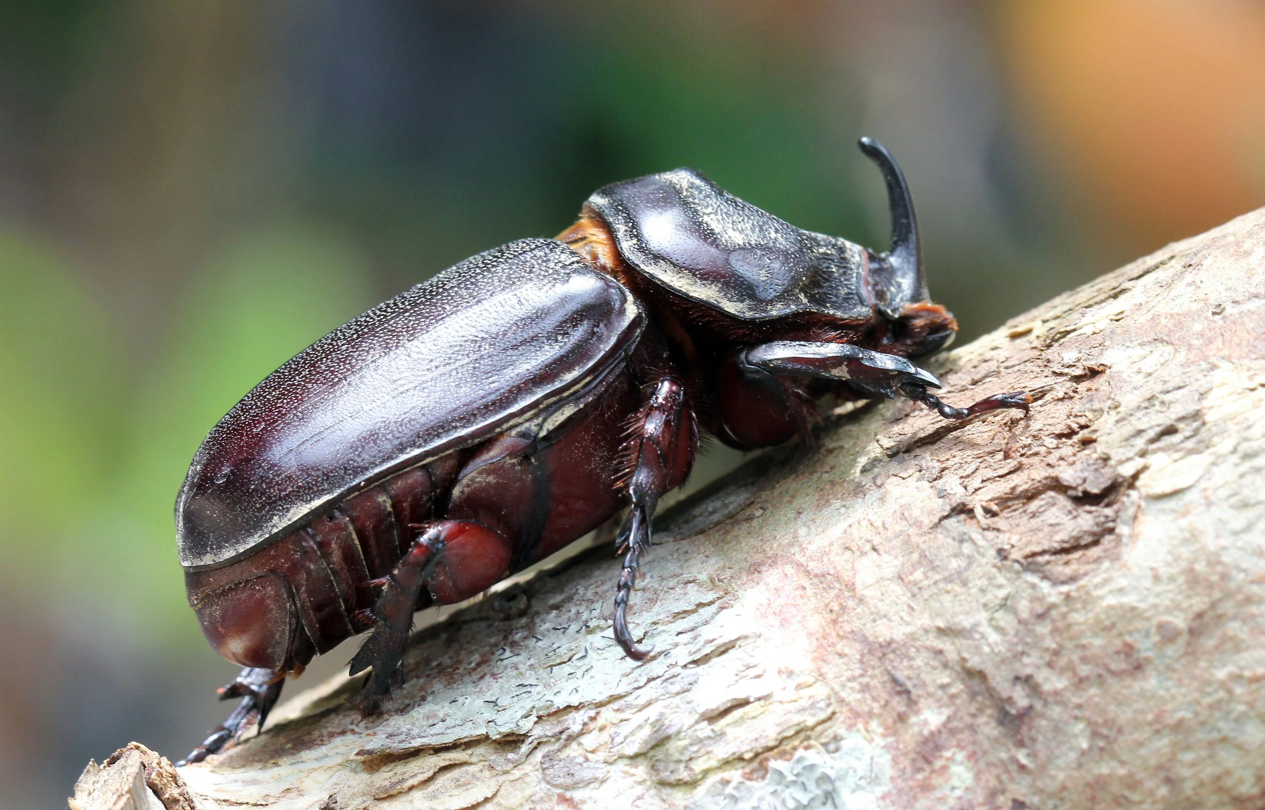 Family Scarabaeidae - Scarabs