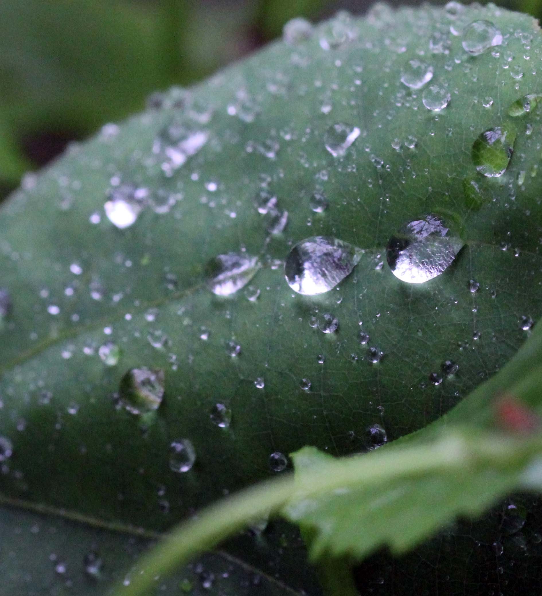 2013 in Nakhonsithammarat and some Krabi with Family (209).JPG