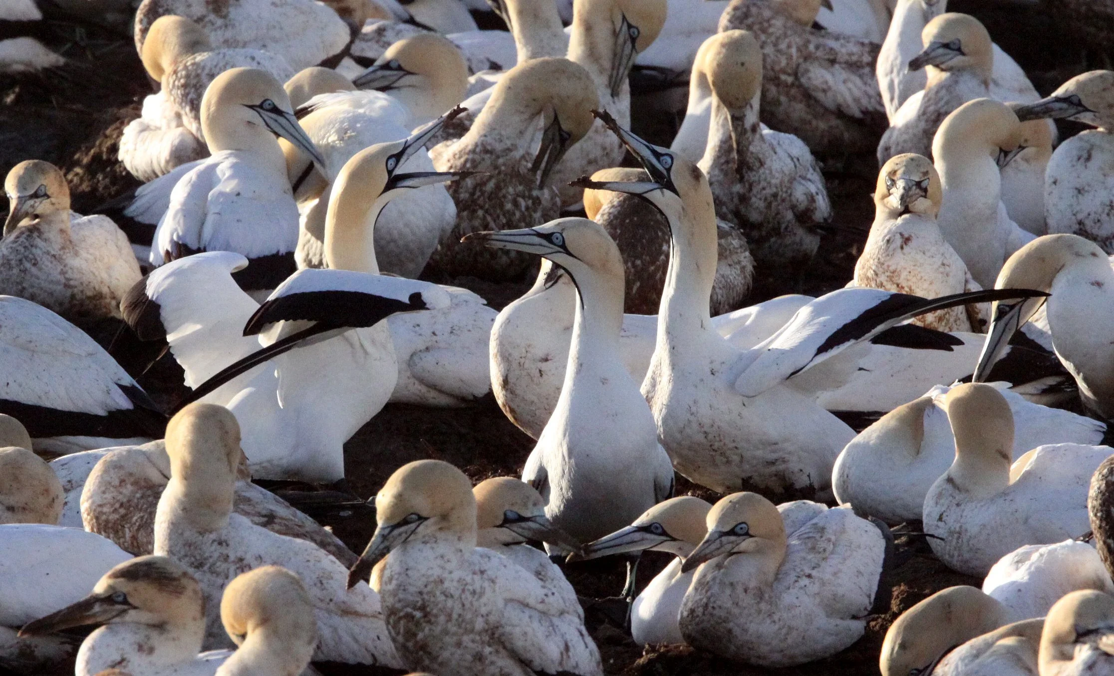 Cape gannet (Morus capensis) Lambert's Bay South Africa (21).JPG