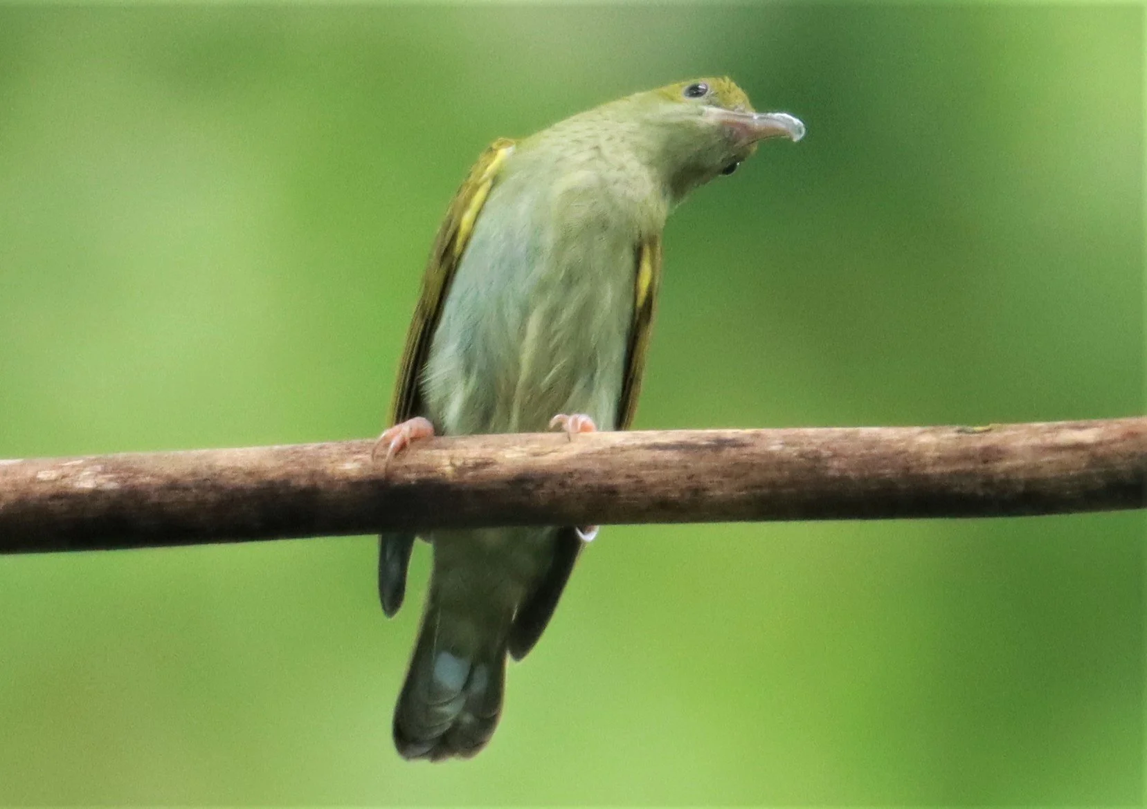 SPIDERHUNTER - GREY-BREASTED SPIDERHUNTER - Arachnothera modesta - KHAO SOK SURAT THANI (19).jpg