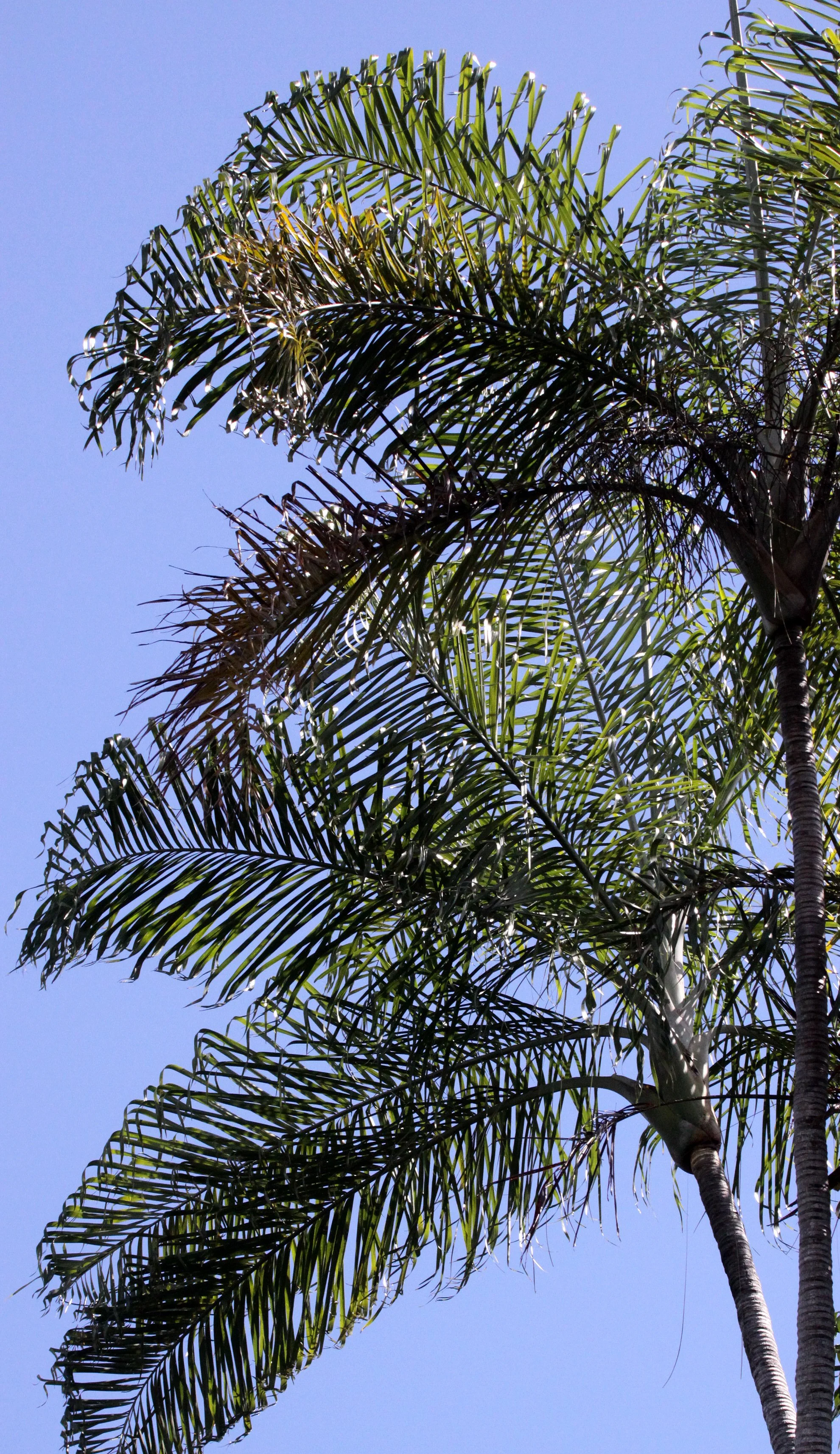 PLANT - PALM SPECIES - ANKARANA NATIONAL PARK MADAGASCAR (6).JPG