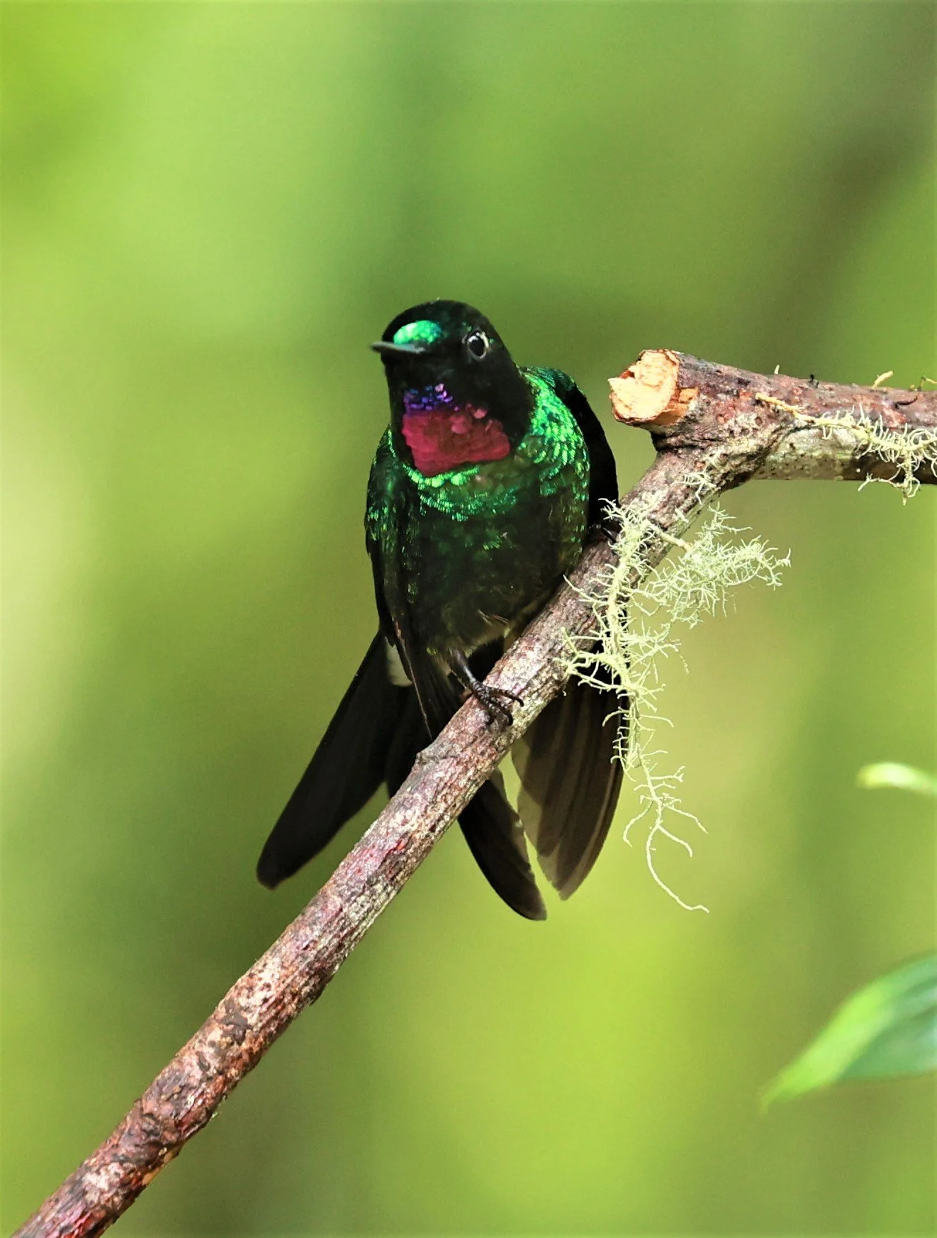 Hummingbird - Tourmaline Sunangel - Heliangelus exortis - Guango Lodge, Papallacta, Ecuador (6).jpg