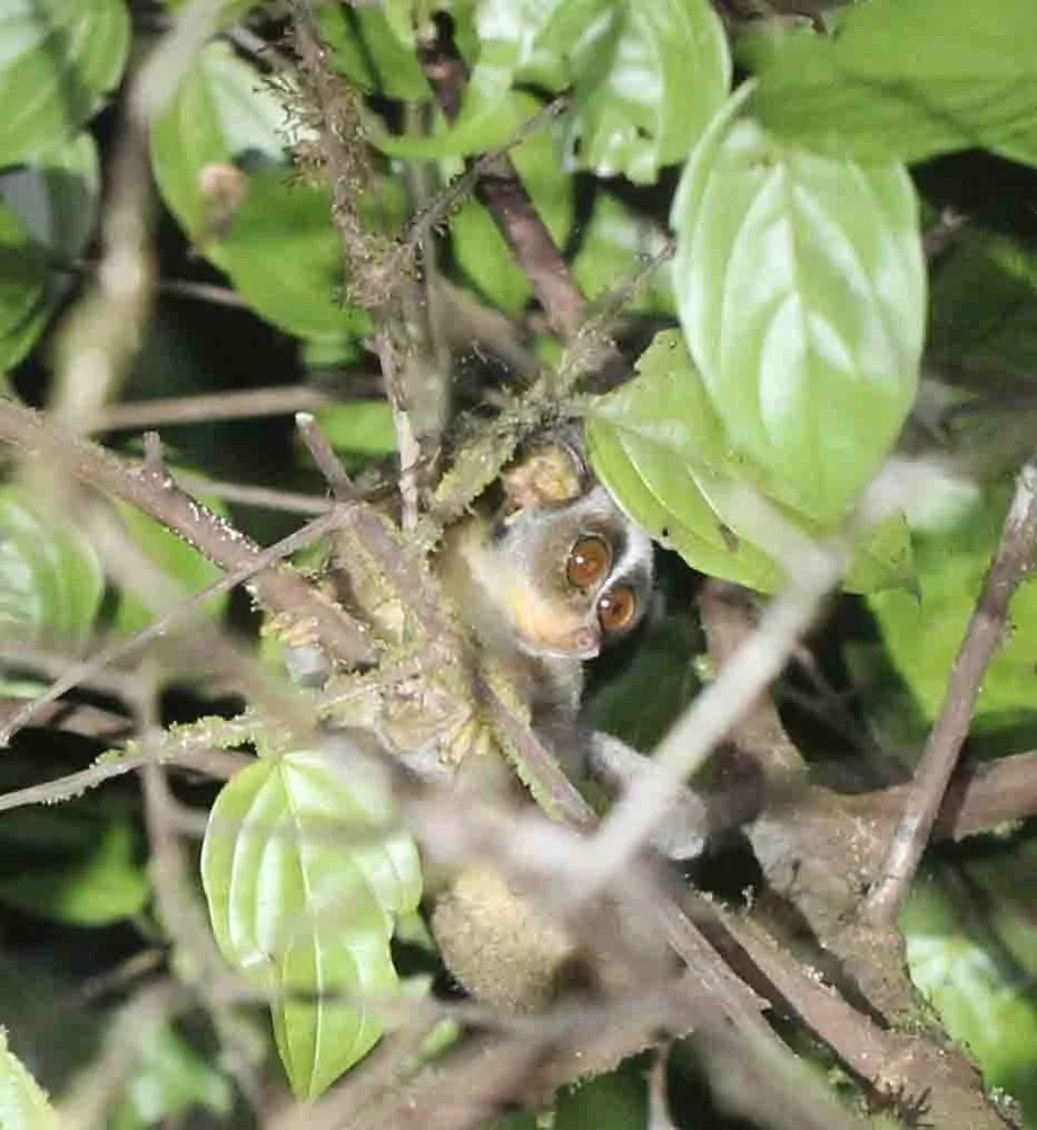 LORISIDAE - Loris tardigradus - RED SLENDER LORIS - KITULGALA FOREST PRESERVE, SRI LANKA (3).JPG