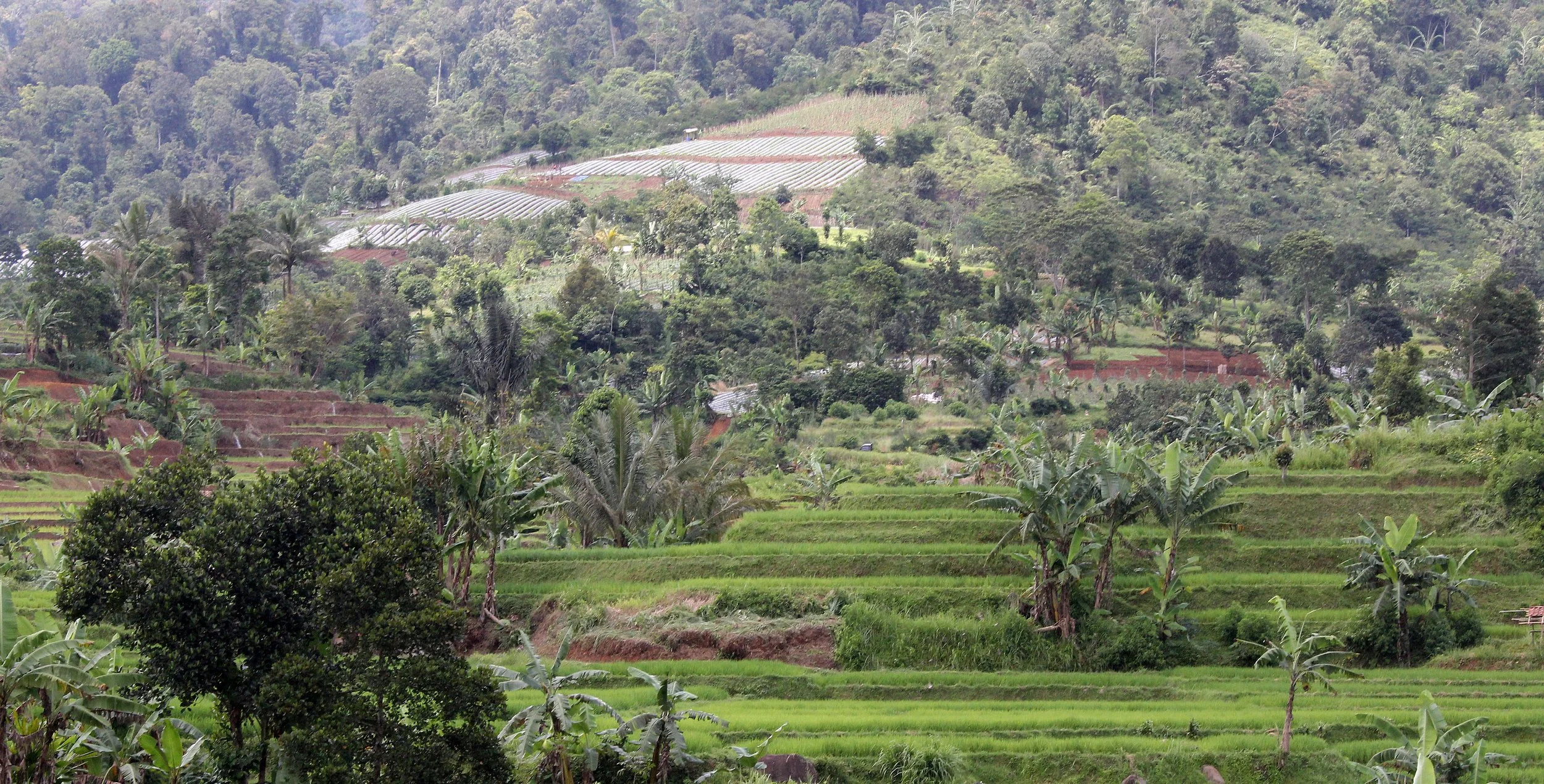HALIMUN NATIONAL PARK - JAVA BARAT INDONESIA (8).JPG