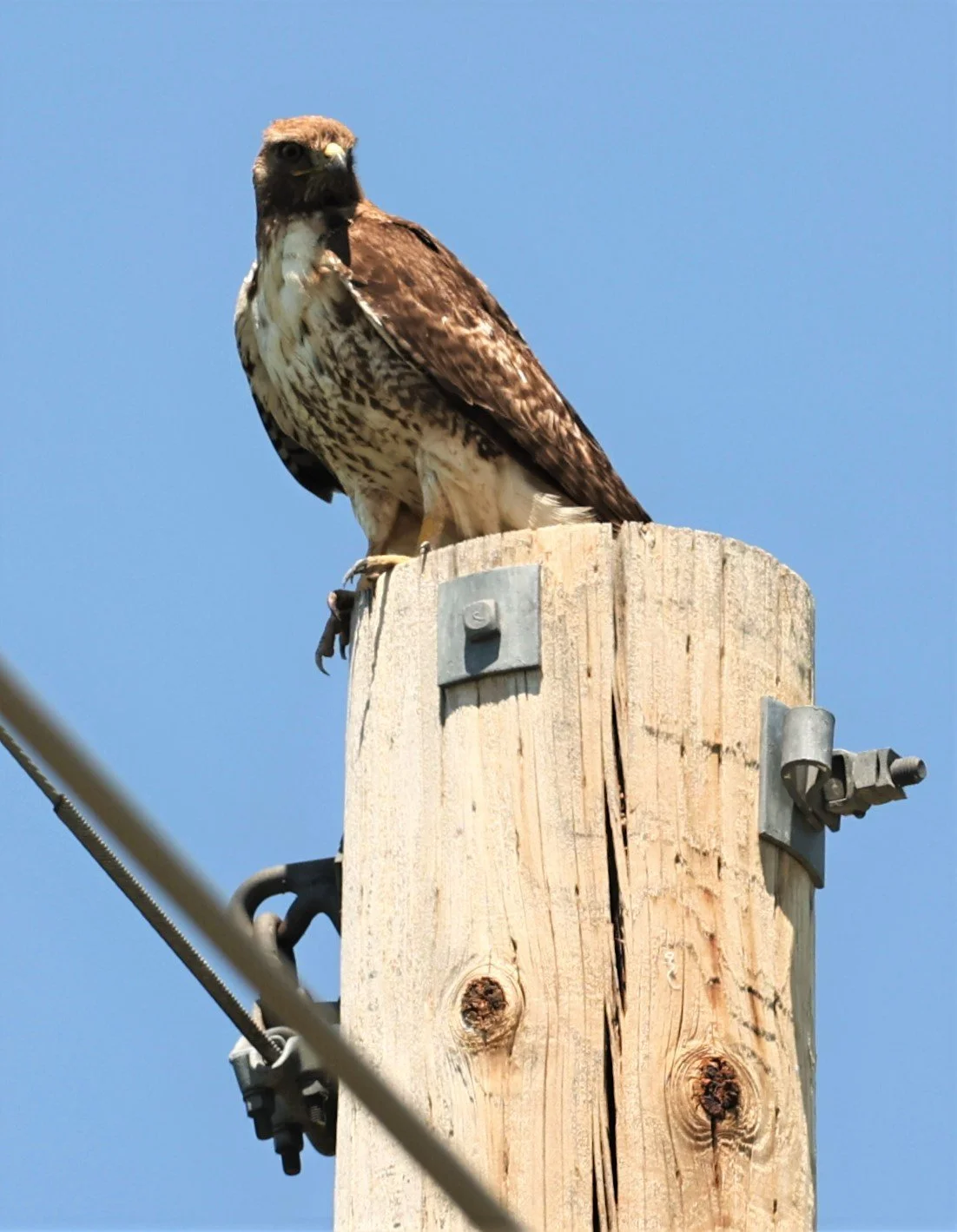 Buteo jamaicensis - RED-TAILED HAWK - SOUTH CENTRAL IDAHO MIDDLE OF NOWHERE (11).jpg