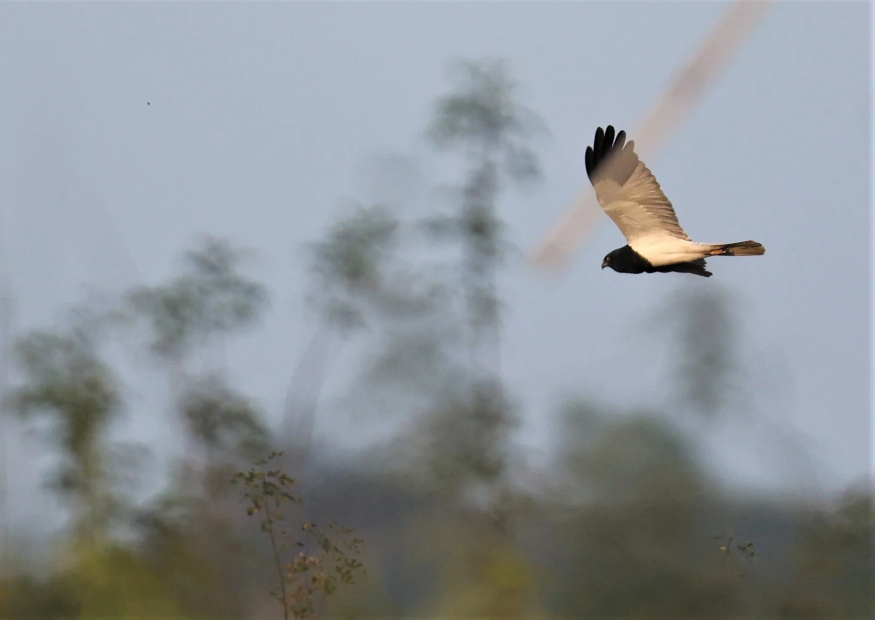 HARRIER - PIED HARRIER - Circus melanoleucos - YONOK CHIANG SAEN CHIANG RAI - ROOST (21).JPG
