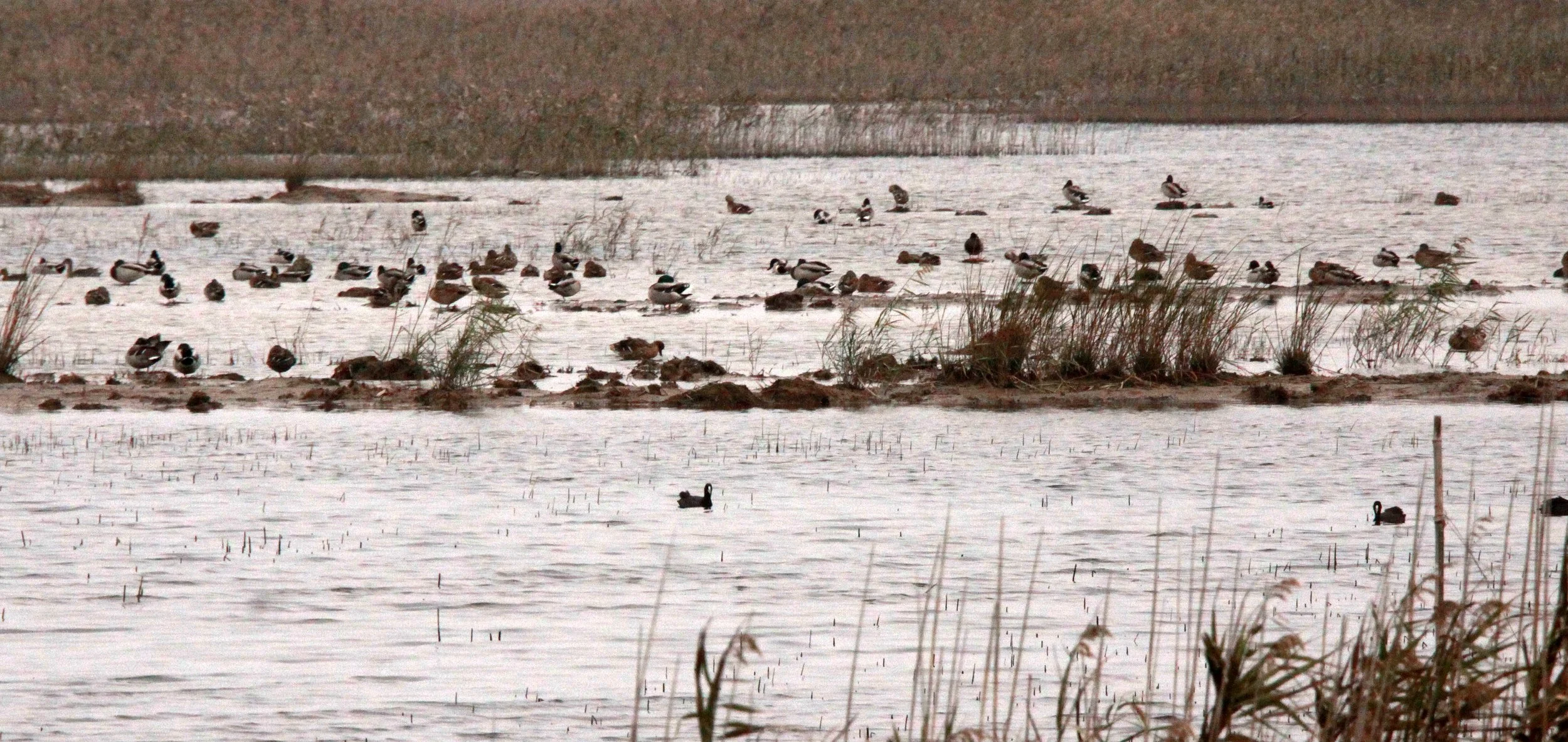 CHONGMING ISLAND DONGTAN WETLANDS RESERVE FIELD TRIP 2011 (78).JPG