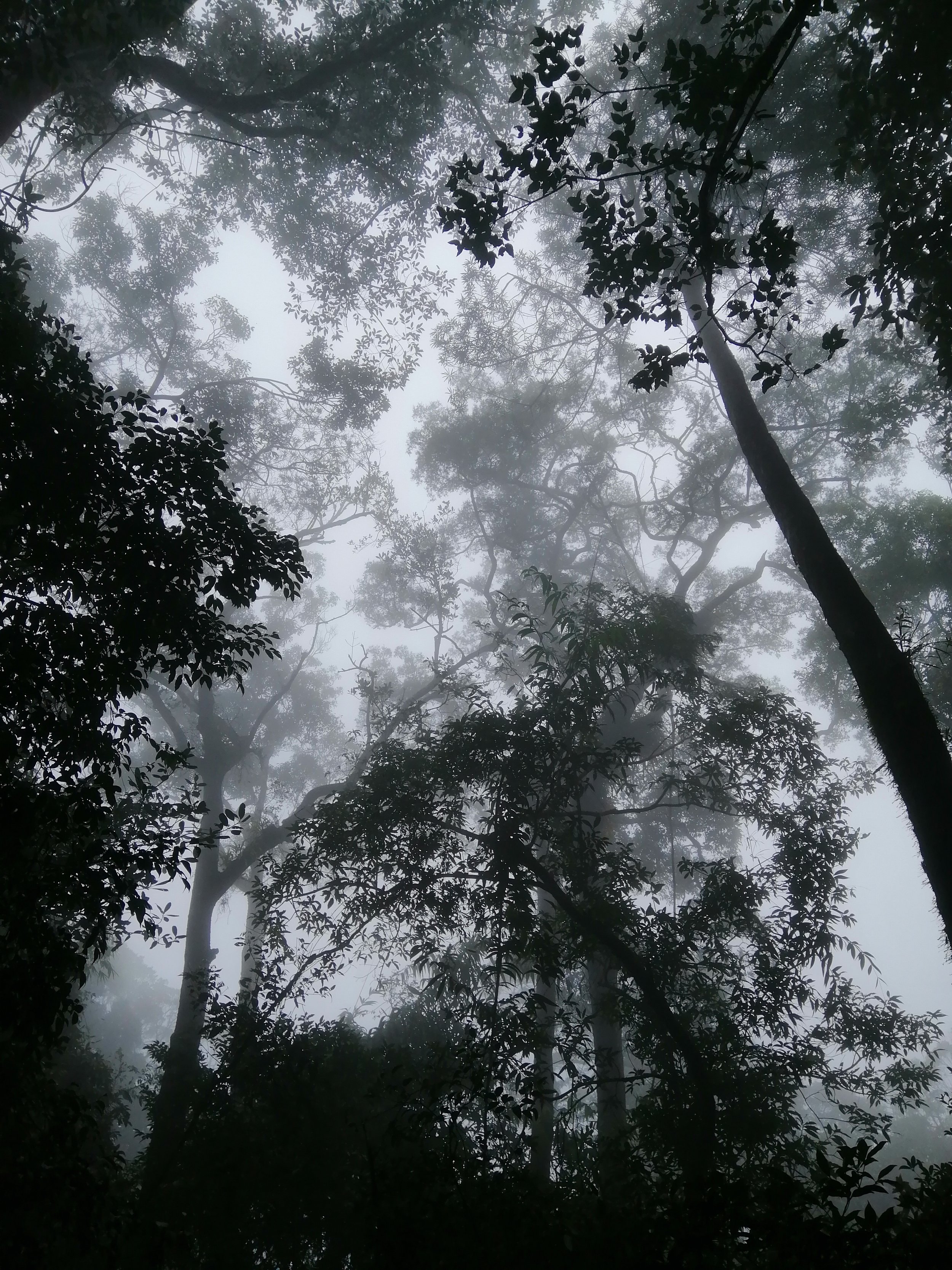 These high-altitude, biodiversity-rich zones experience heavy monsoon rainfall, creating a distinct, humid, and misty habitat. 