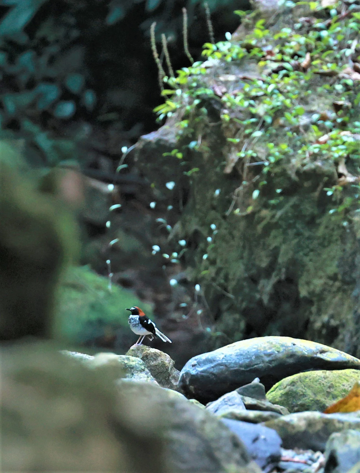 FORKTAIL - Chestnut-naped Forktail - Enicurus ruficapillus - Si Phang Nga National Park, Thailand Feb 18-19, 2023 (34).jpg