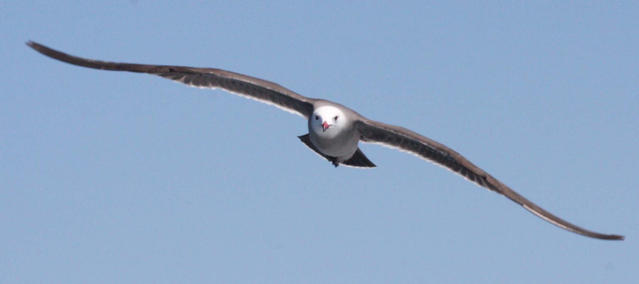 BIRD - GULL - HEERMANS GULL - BAHIA DE LORETO MEXICO (4).JPG