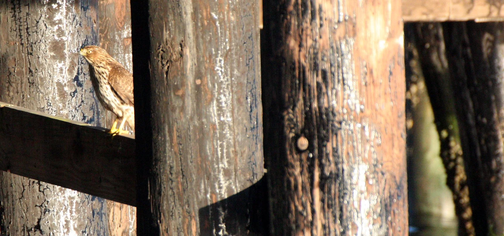 BIRD - HAWK - SHARP-SHINNED HAWK - FIRST YEAR ADULT - PA HARBOR WA.JPG