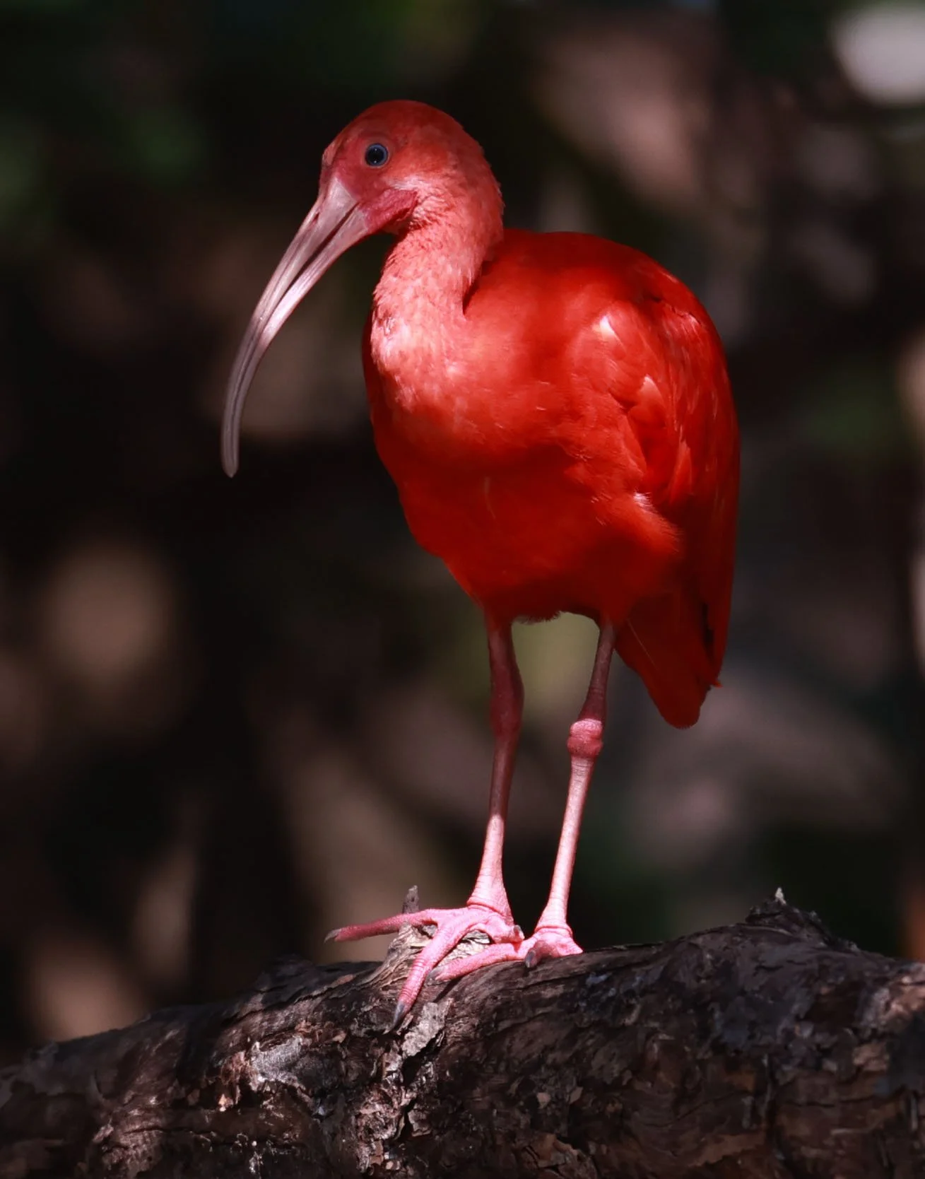 Ibis - Scarlet Ibis - Eudocimus ruber - 29 Songkaow Cafe, Chachoengsao Thailand (316).jpg