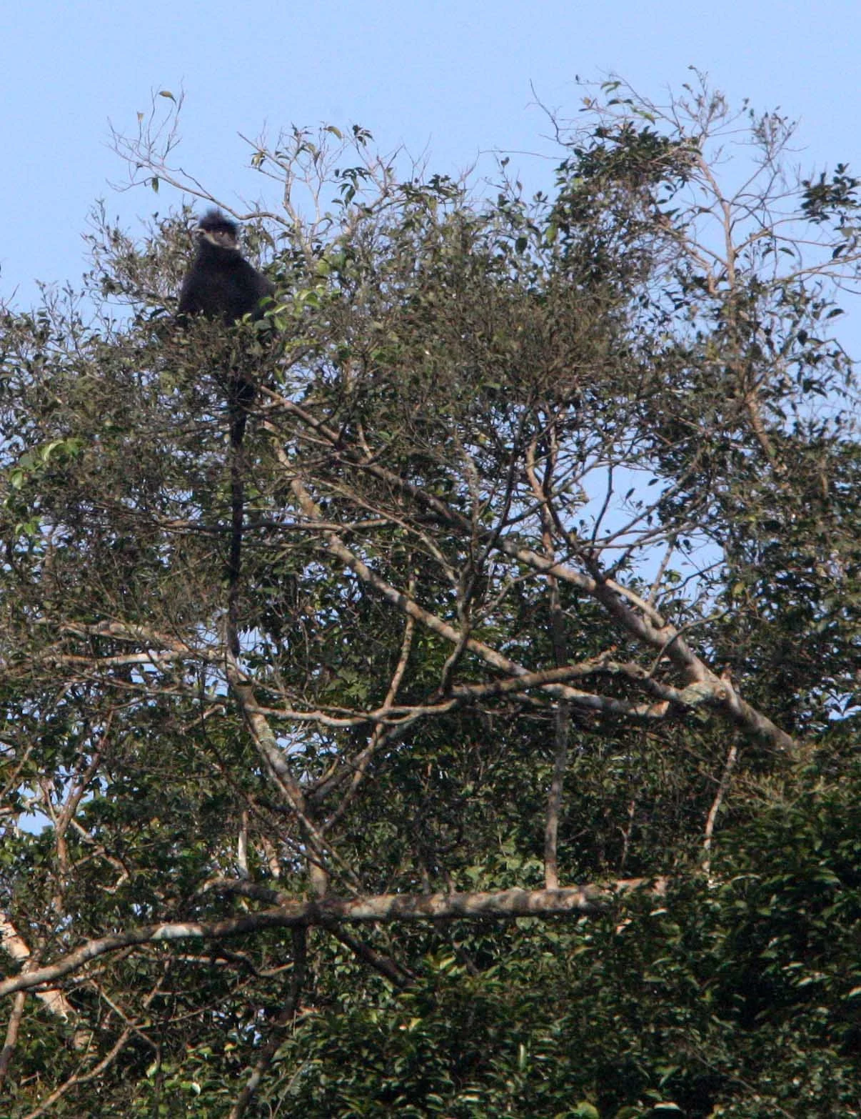 CERCOPITHECIDAE - Trachypithecus hatinhensis - HATINH LANGUR - PHONG NHA - KE BANG NATIONAL PARK - QUANG BINH PROVINCE VIET NAM (97).JPG