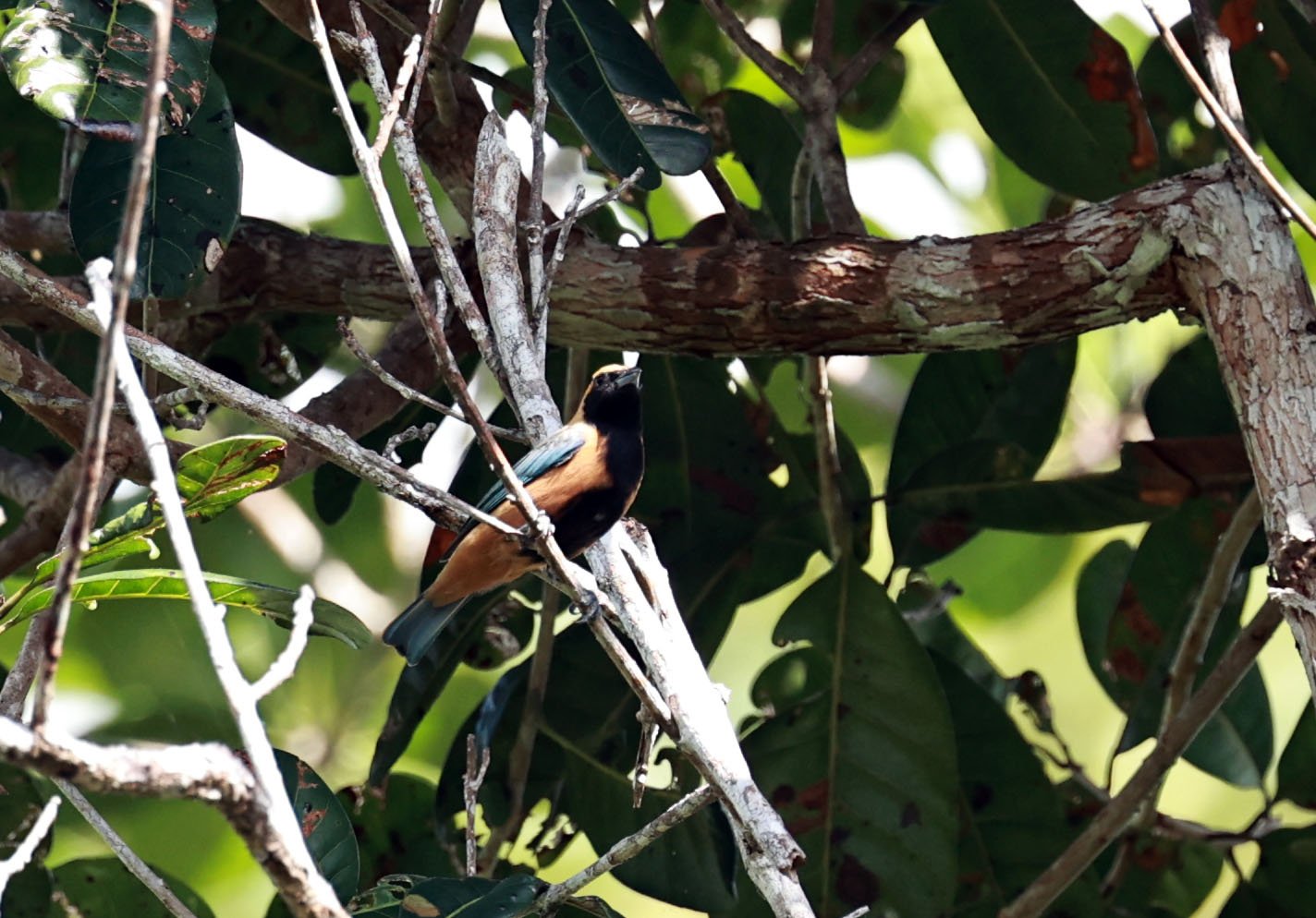 Tanager - Burnished-buff Tanager - Stilpnia cayana - Estancia, Sergipe & Northern Bahia State, Brazil (23).JPG