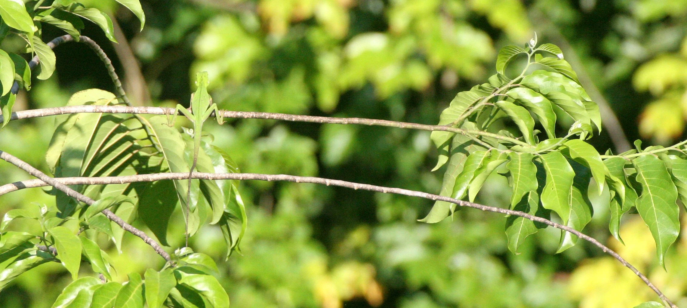 Bronchocoela cristatella - GREEN CRESTED (TREE) LIZARD - TABIN WILDLIFE RESERVE  (3).JPG