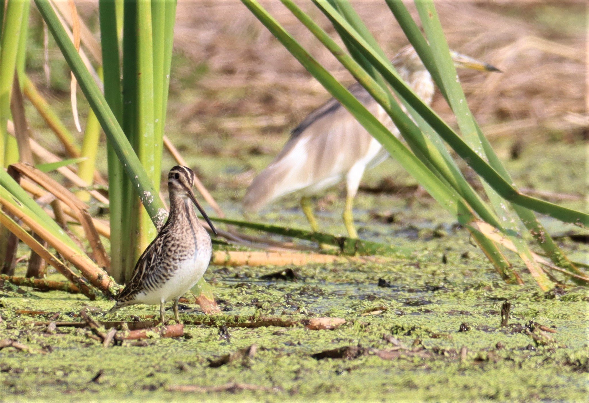 SNIPE - COMMON SNIPE - Gallinago gallinago - LAT KRABANG WETLANDS NEAR BKK (128).jpg