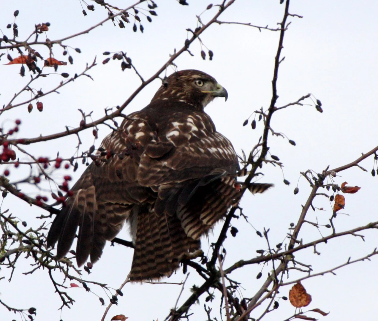 Buteo jamaicensis - RED-TAILED HAWK - JAMESTOWN WA (1).JPG