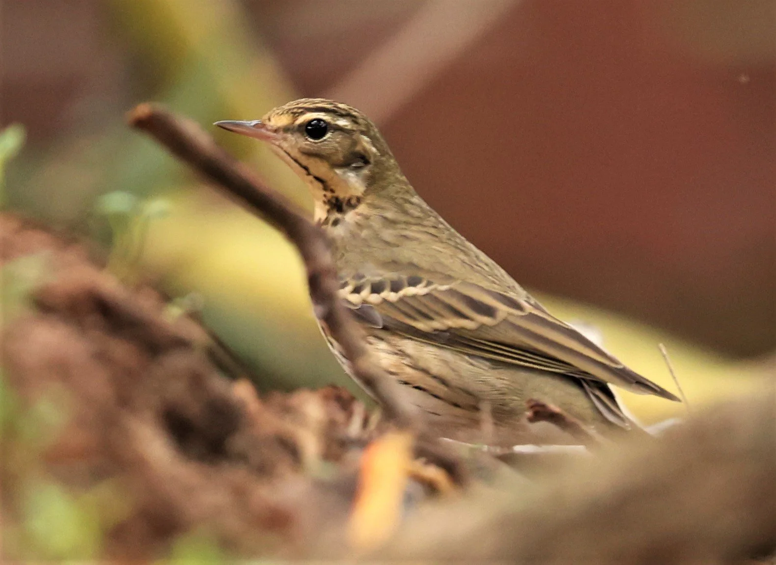 Olive-backed Pipit (Anthus hodgsoni) DOI ANG KHANG CHIANG MAI (2).jpg