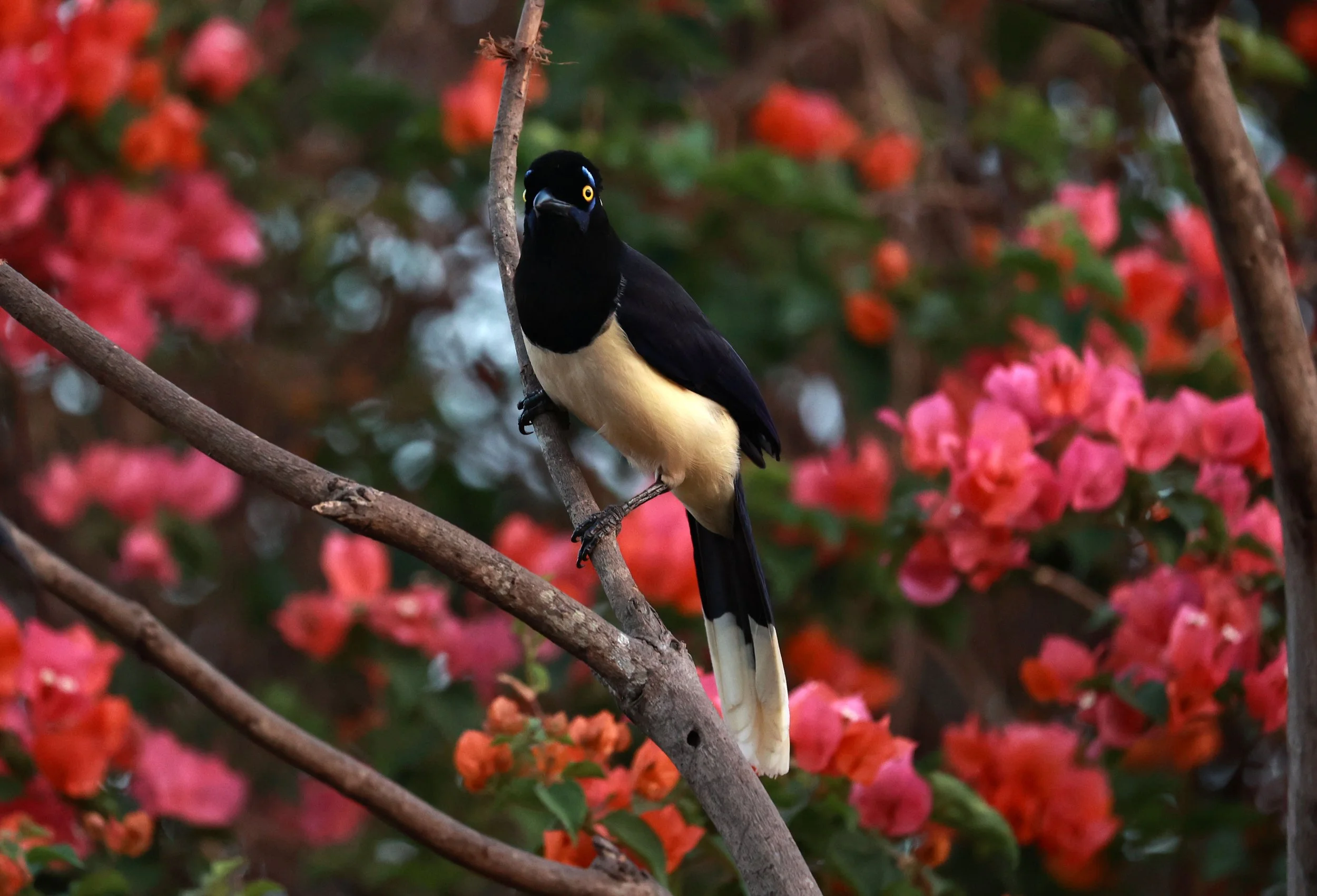 Jay - Plush-crested Jay - Cyanocorax chrysops - Pousada Aguape - Fazenda São José Zona Rural, Aquidauana, Mato Grosso do Sul, Brazil (14).jpg