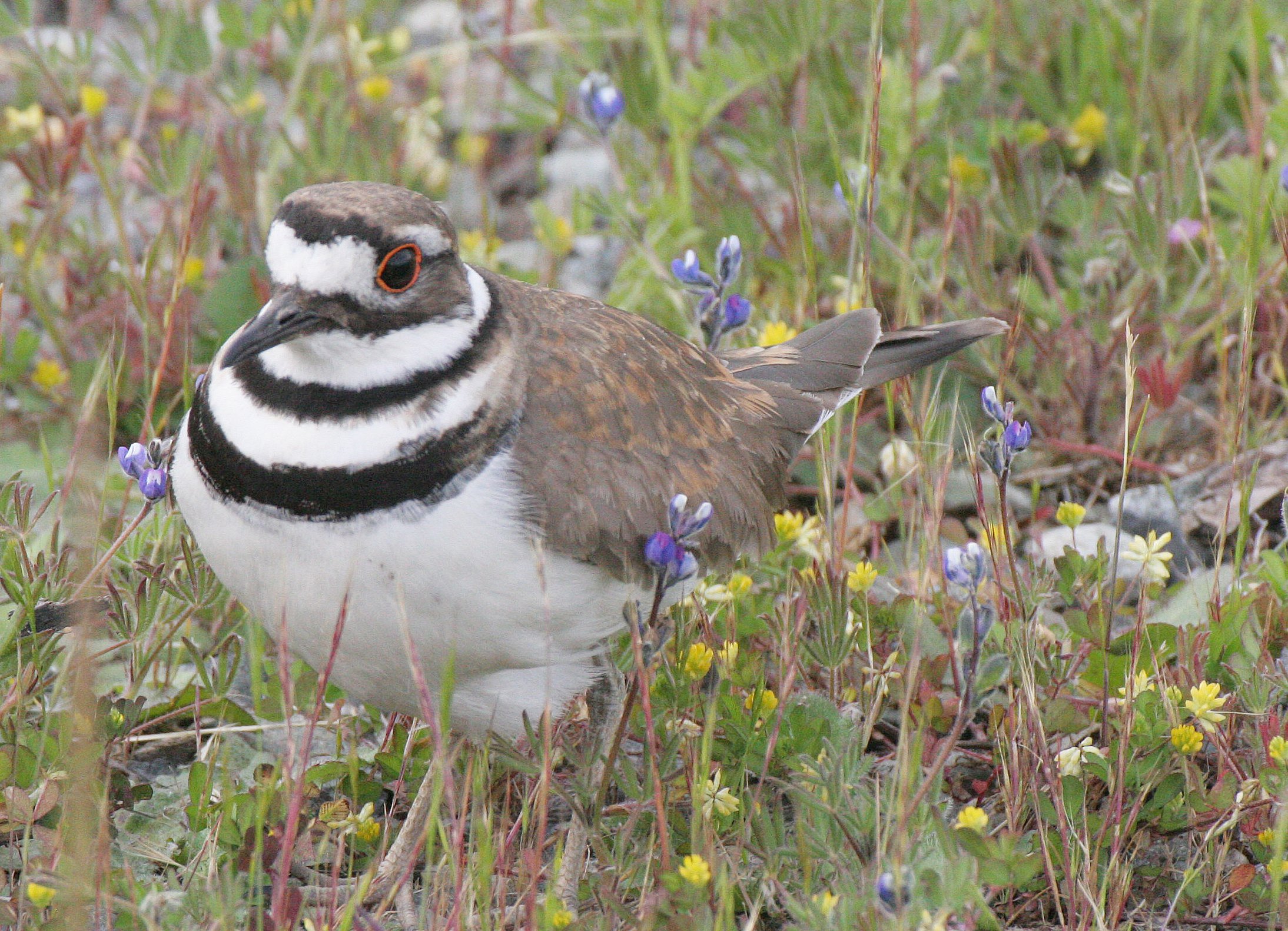 BIRD - KILLDEER - SEQUIM WA (5).JPG