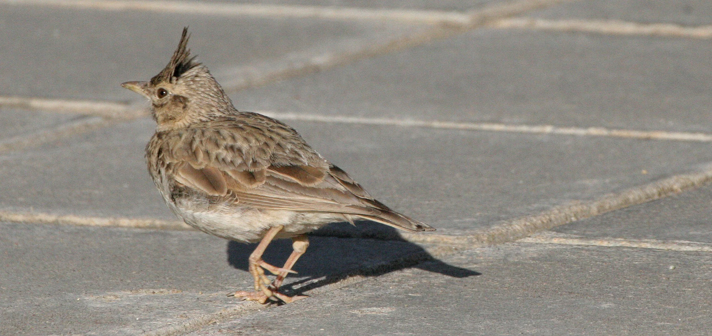 Skylark (Alauda arvensis) Inari Finland (3).jpg
