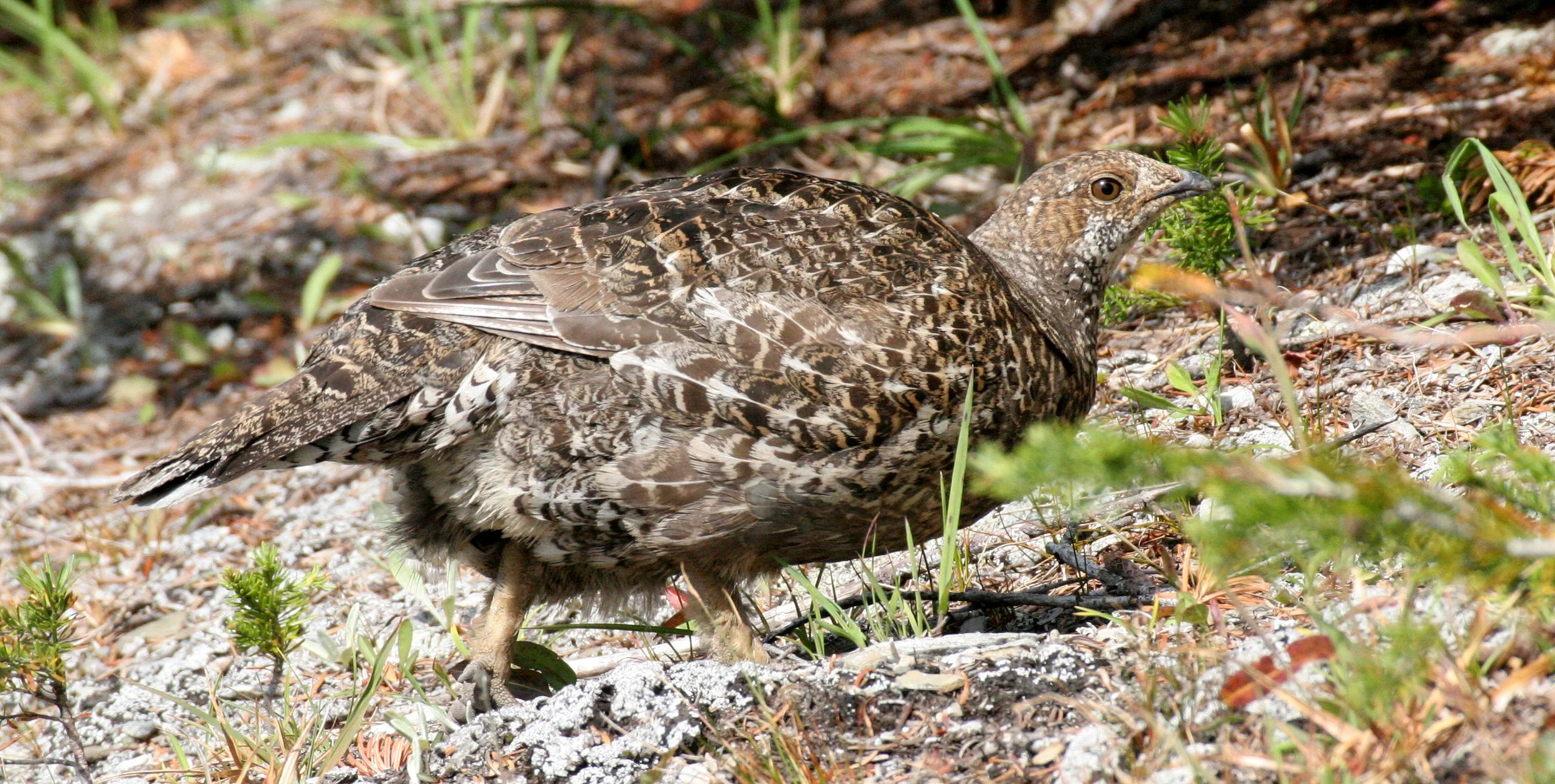 BIRD - GROUSE - BLUE-GROUSE - OLYMPIC NATIONAL PARK.JPG