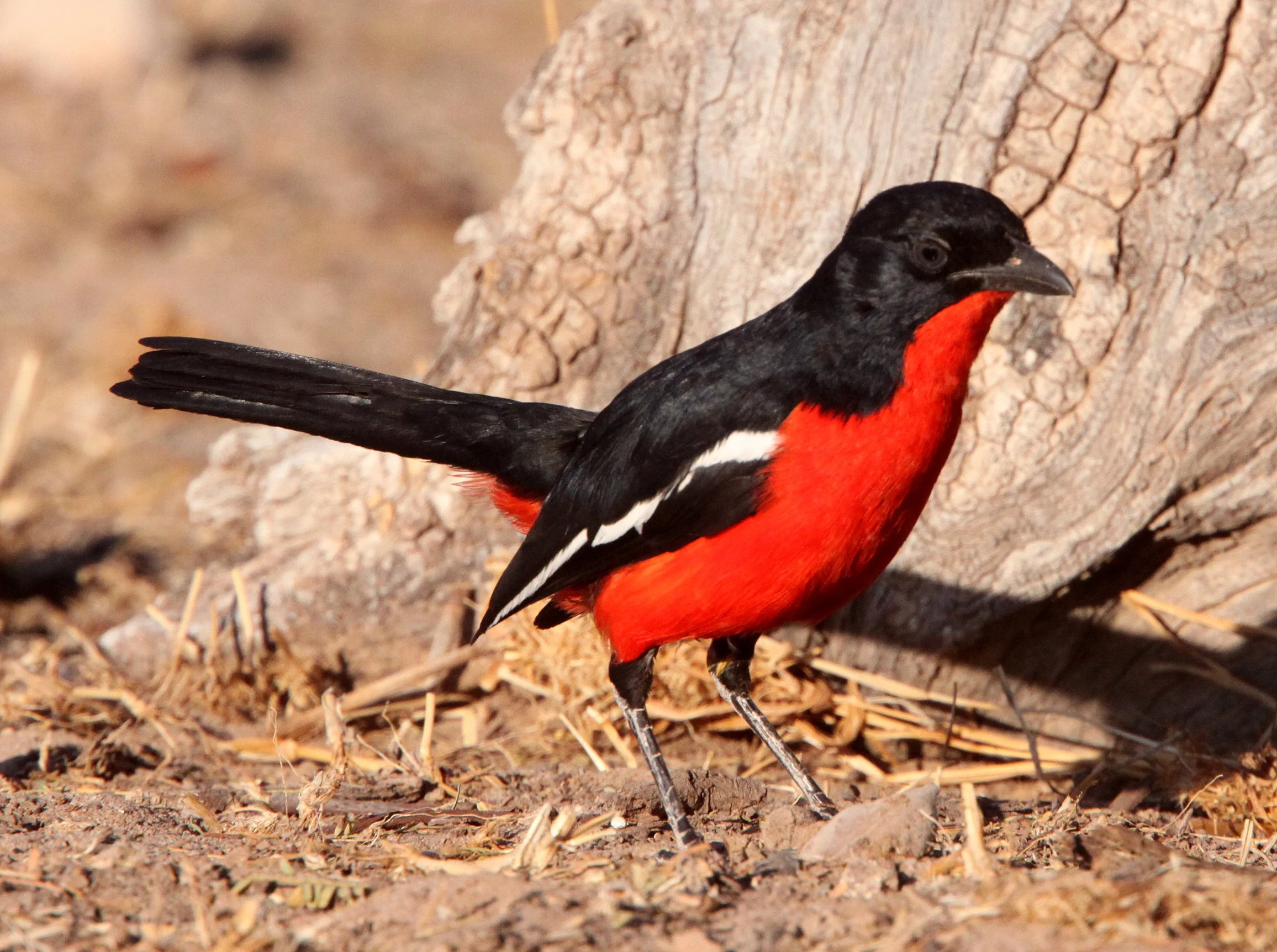 Crimson-breasted Shrike (Laniarius atrococcineus) Kgalagadi NP South Africa (1).JPG