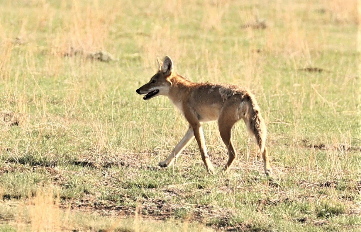 Canis latrans latrans - PLAINS COYOTE - PAWNEE NATIONAL GRASSLANDS COLORADO 2022 (26).jpg