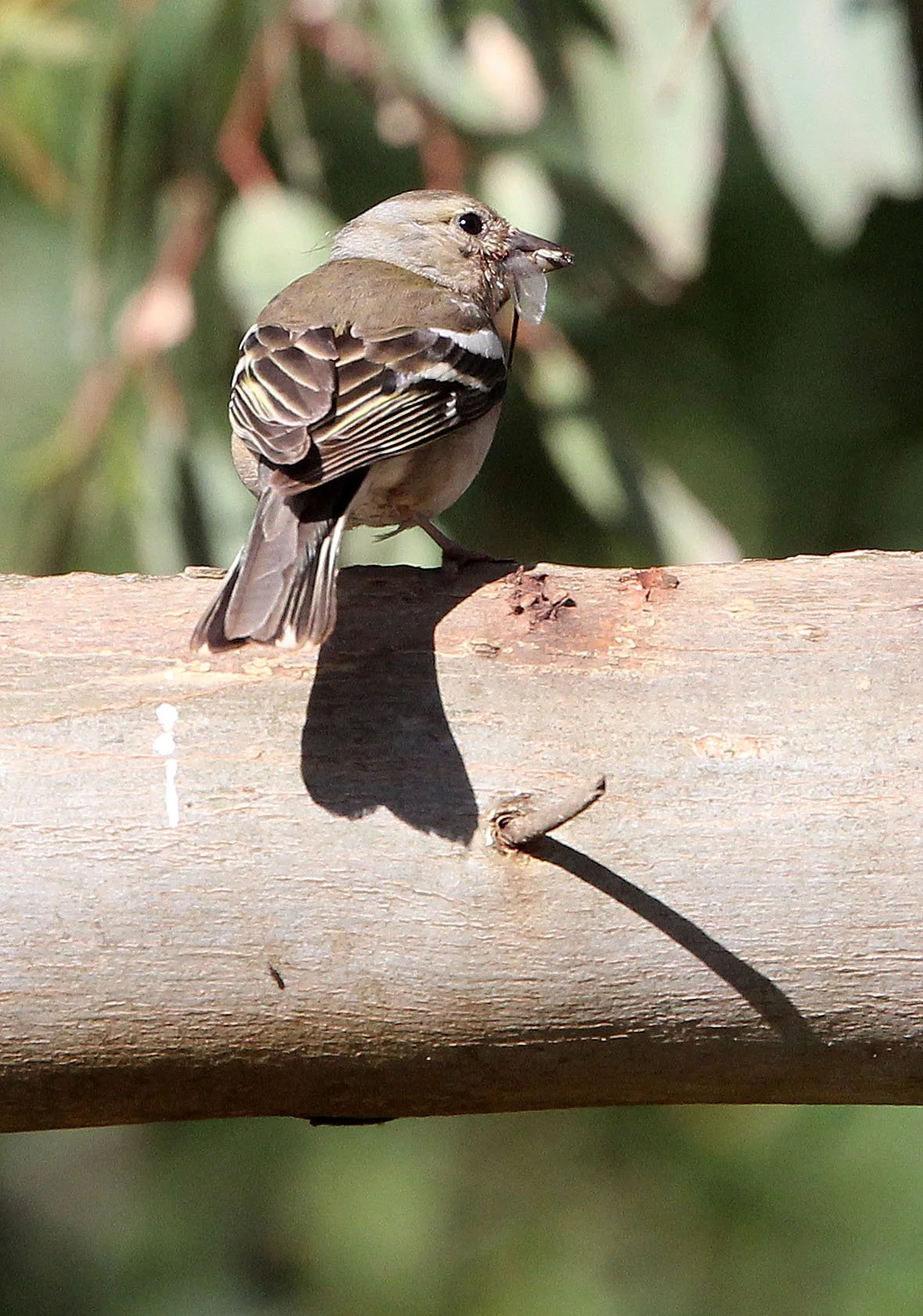 Chaffinch (Fringilla coelebs) Bouhedma NP, Tunisia