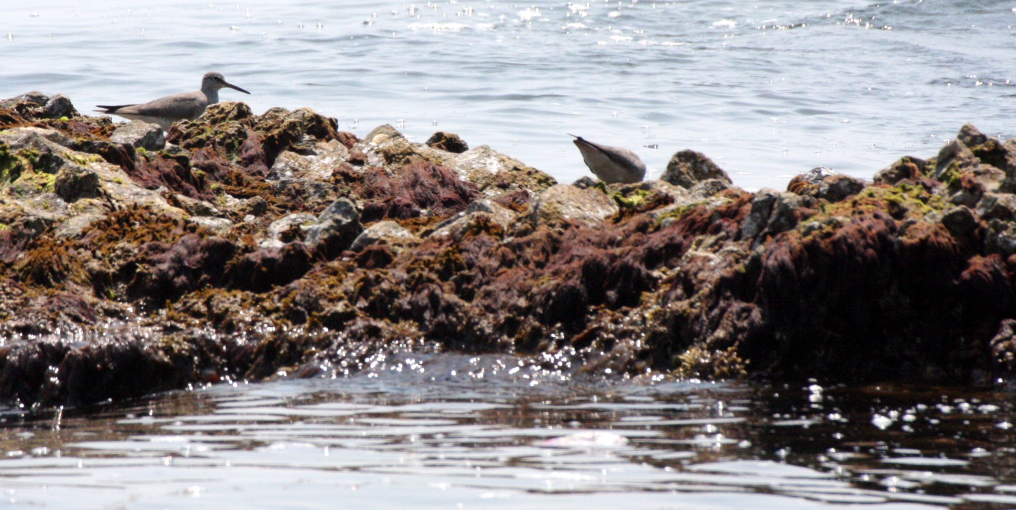 BIRD - SANDPIPER - TEREK'S SANDPIPER - MUTSU HARBOR JAPAN (7).JPG