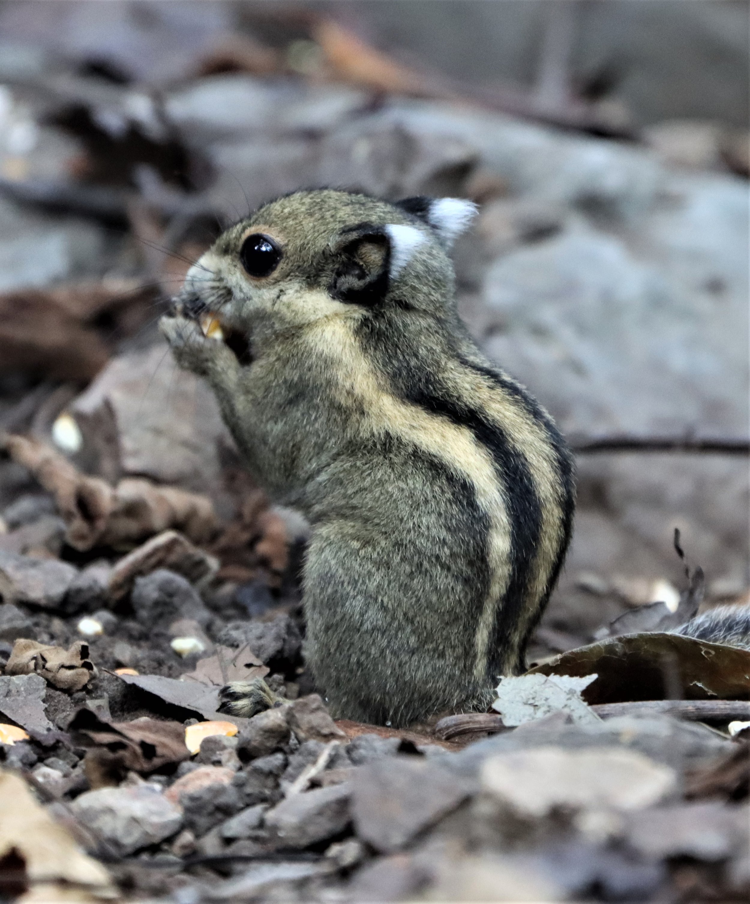 Tamiops mcclellandii - WESTERN (BURMESE) STRIPED SQUIRREL - NEUNG HIDE KAENG KRACHAN (4).jpg