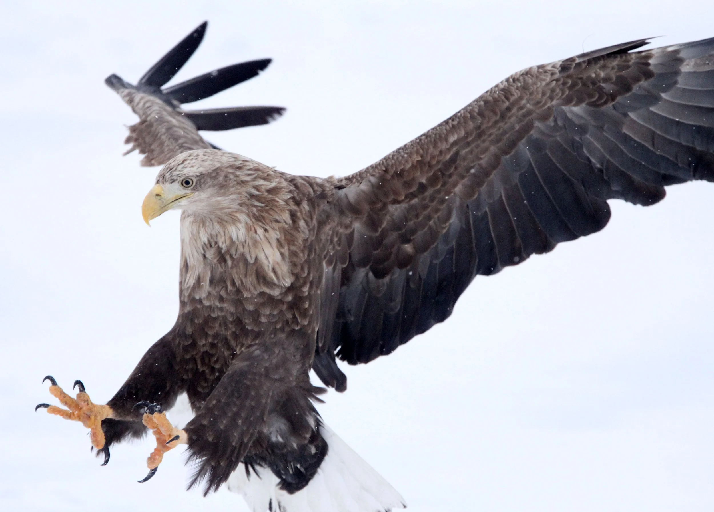 BIRD - EAGLE - WHITE-TAILED EAGLE - RAUSU, SHIRETOKO PENINSULA & NATIONAL PARK - HOKKAIDO JAPAN (34).JPG
