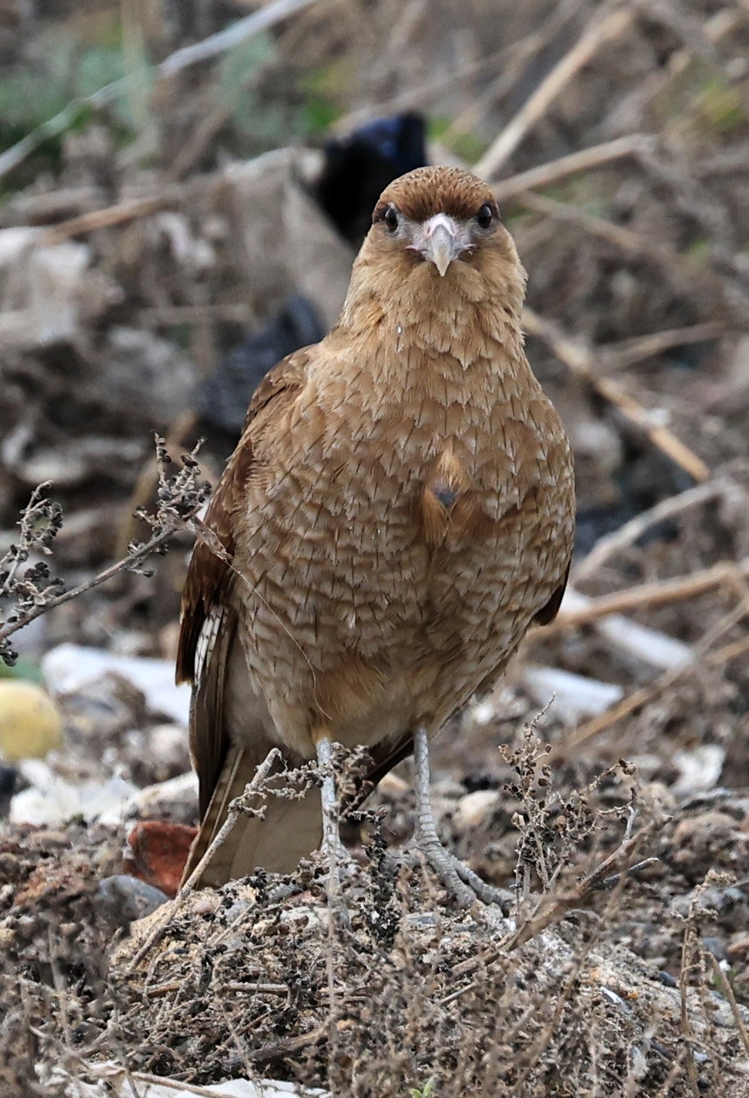 Chimango Caracara (Daptrius chimango) Lagunas del Ornitólogo, Trelew Argentina (19).jpg