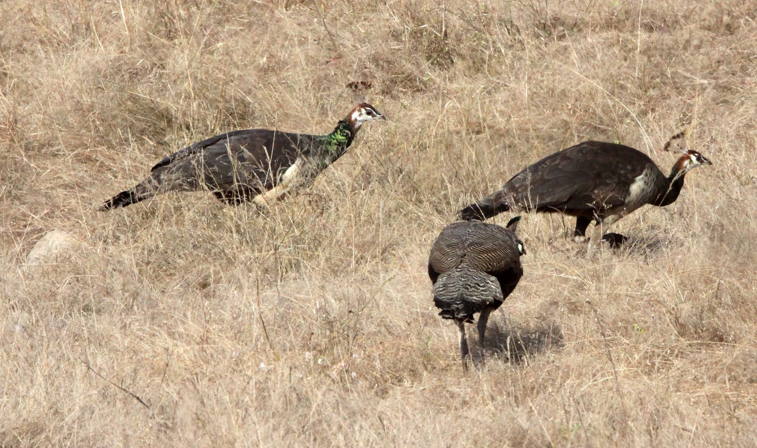 PEACOCK - INDIAN PEAFOWL - Pavo cristatus - BANDHAVGAR NATIONAL PARK INDIA.JPG