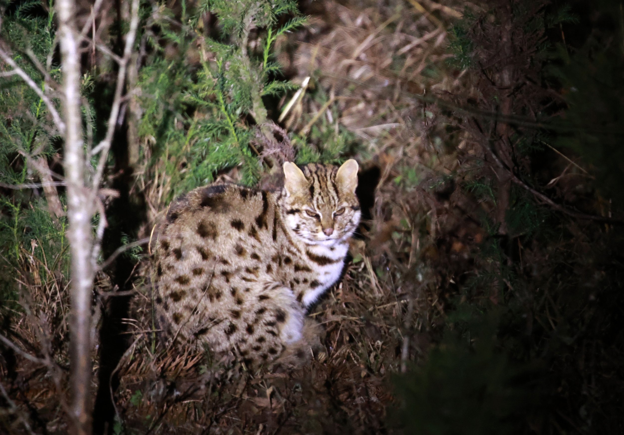 Mainland Leopard Cat (Prionailurus bengalensis) Tangjiahe National Nature Reserve, Sichuan China (3).jpg